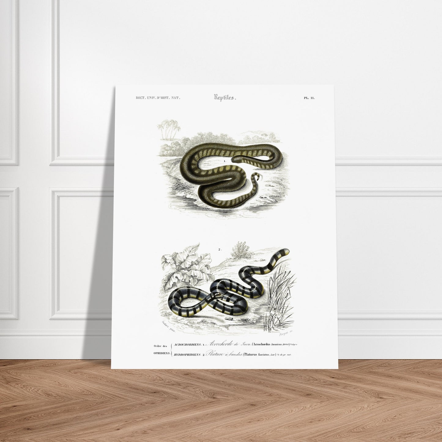Planche herpétologique : Acrochorde de Java et Plature à bandes — Dictionnaire d'Orbigny. Planche herpétologique du Dictionnaire Universel d'Histoire Naturelle de Charles d'Orbigny, montrant un Acrochordus javanicus (Acrochordien) et un Platurus fasciatus (Hydrophiidien). Image d'illustration 6
