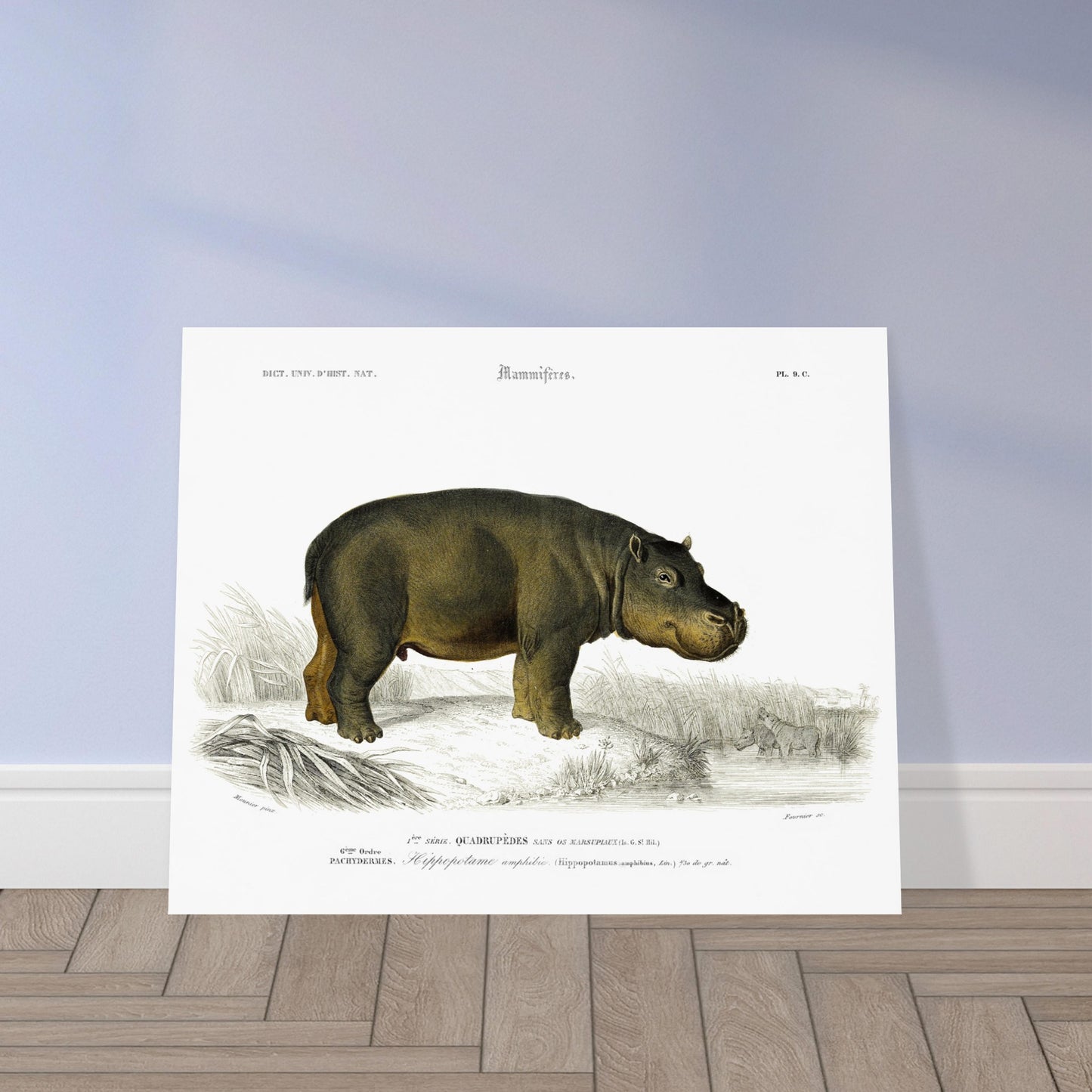 Planche naturaliste de l'Hippopotame amphibie - Charles d'Orbigny. Illustration naturaliste ancienne d'un hippopotame amphibie se tenant au bord de l'eau, avec en arrière-plan un paysage de roseaux et d'autres hippopotames dans l'eau. Image d'illustration 5