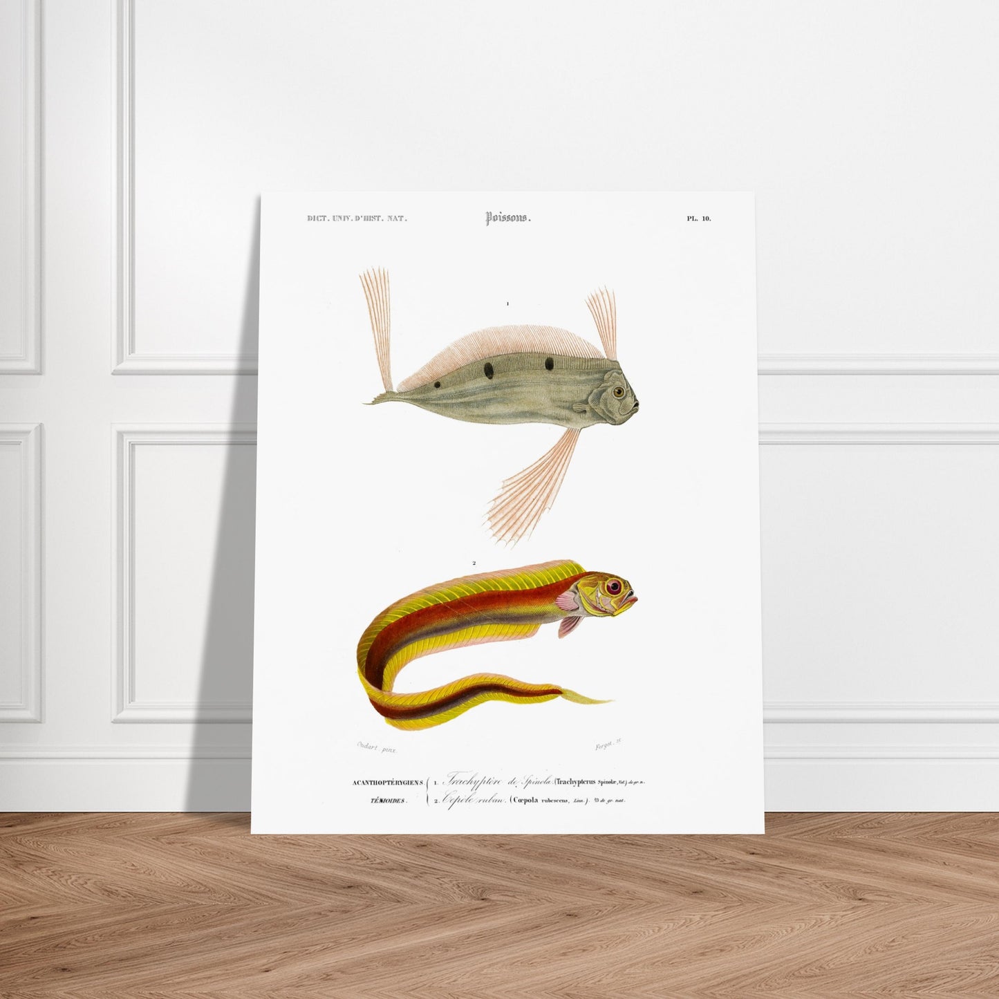 Planche d'ichthyologie : Trachyptère de Spinola et Cépolé Ruban — Orbigny. Planche ichthyologique du Dictionnaire Universel d'Histoire Naturelle de Charles d'Orbigny, représentant un poisson d'apparence allongée avec des rayures colorées et un autre poisson avec des nageoires proéminentes. Image d'illustration 6