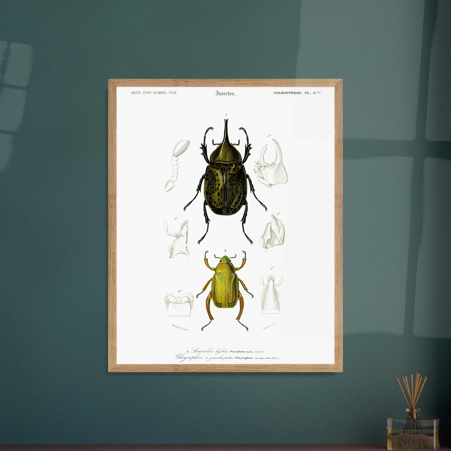 Planche d'insectes ancienne : Scarabée hyllus et Chrysophore. Planche d'entomologie du XIXe siècle illustrant le scarabée hyllus (Scarabaeus hyllus) et le chrysophore à grandes pattes (Chrysophora macropa). Image d'illustration 6