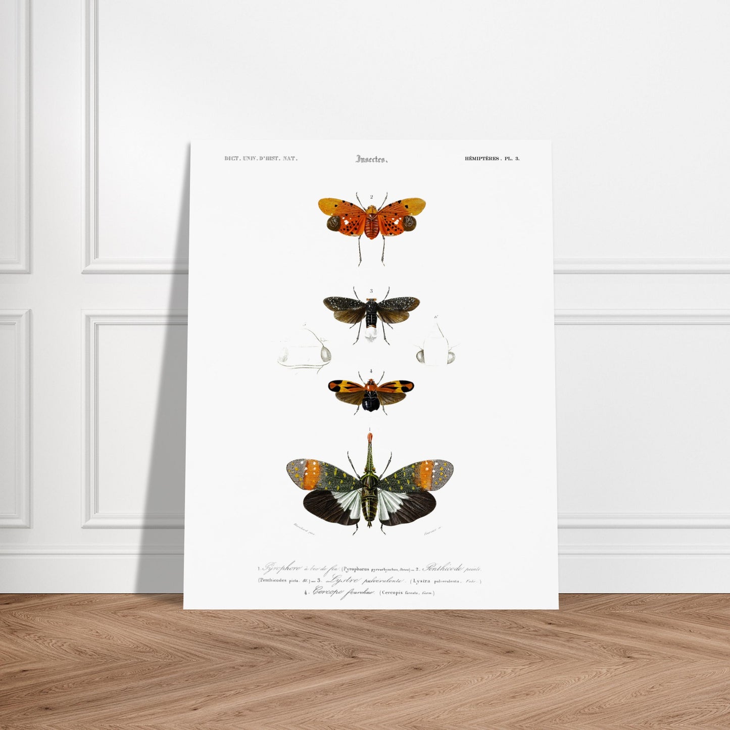 Planche ancienne d'insectes Hémiptères et Pyrophore - Charles d'Orbigny. Planche d'insectes du XIXe siècle illustrant quatre espèces d'hémipteres, dont un Pyrophore à bec de feu, avec des dessins détaillés de leurs formes et de leurs différentes parties. Image d'illustration 6