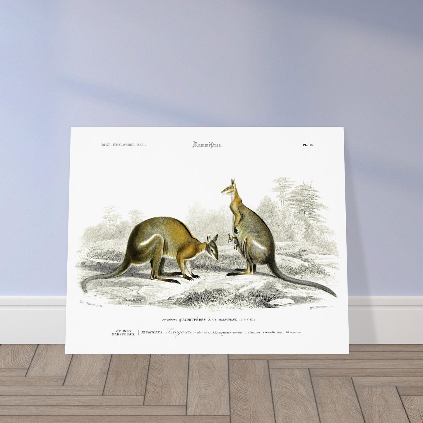 Planche zoologique : Kangourou à dos noir par Charles d'Orbigny. Illustration naturaliste représentant deux kangourous dans un paysage herbeux et rocheux, l'un tenant un bébé dans sa poche. Image d'illustration 5
