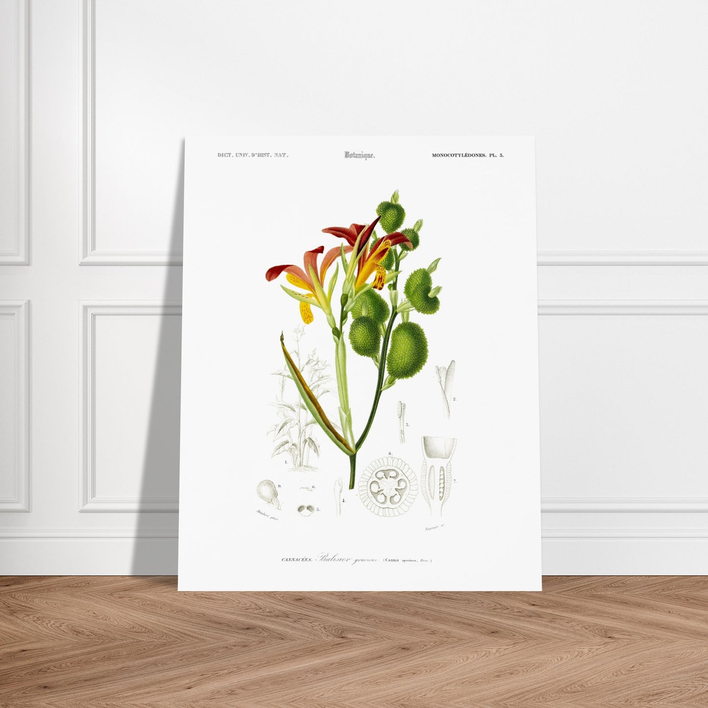 Planche naturaliste ancienne : Balisier gracieux par d'Orbigny. Illustration botanique du Dictionnaire Universel d'Histoire Naturelle de Charles d'Orbigny, représentant le Balisier gracieux (Canna speciosa). Image d'illustration 6