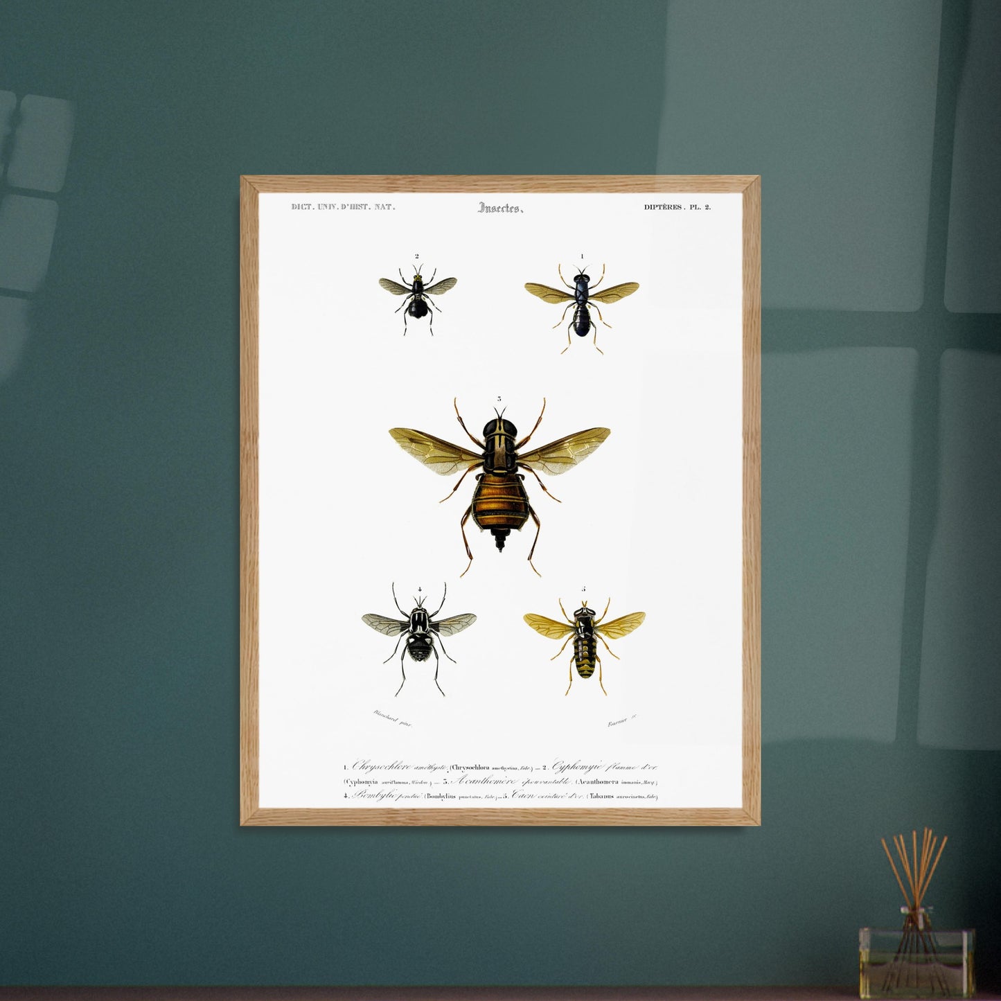 Planche naturaliste ancienne : Bombylie ponctuée et insectes divers. Planche naturaliste illustrant cinq insectes dont une grande mouche au centre et quatre autres insectes plus petits de part et d'autre, avec des numérotations et des légendes. Image d'illustration 6