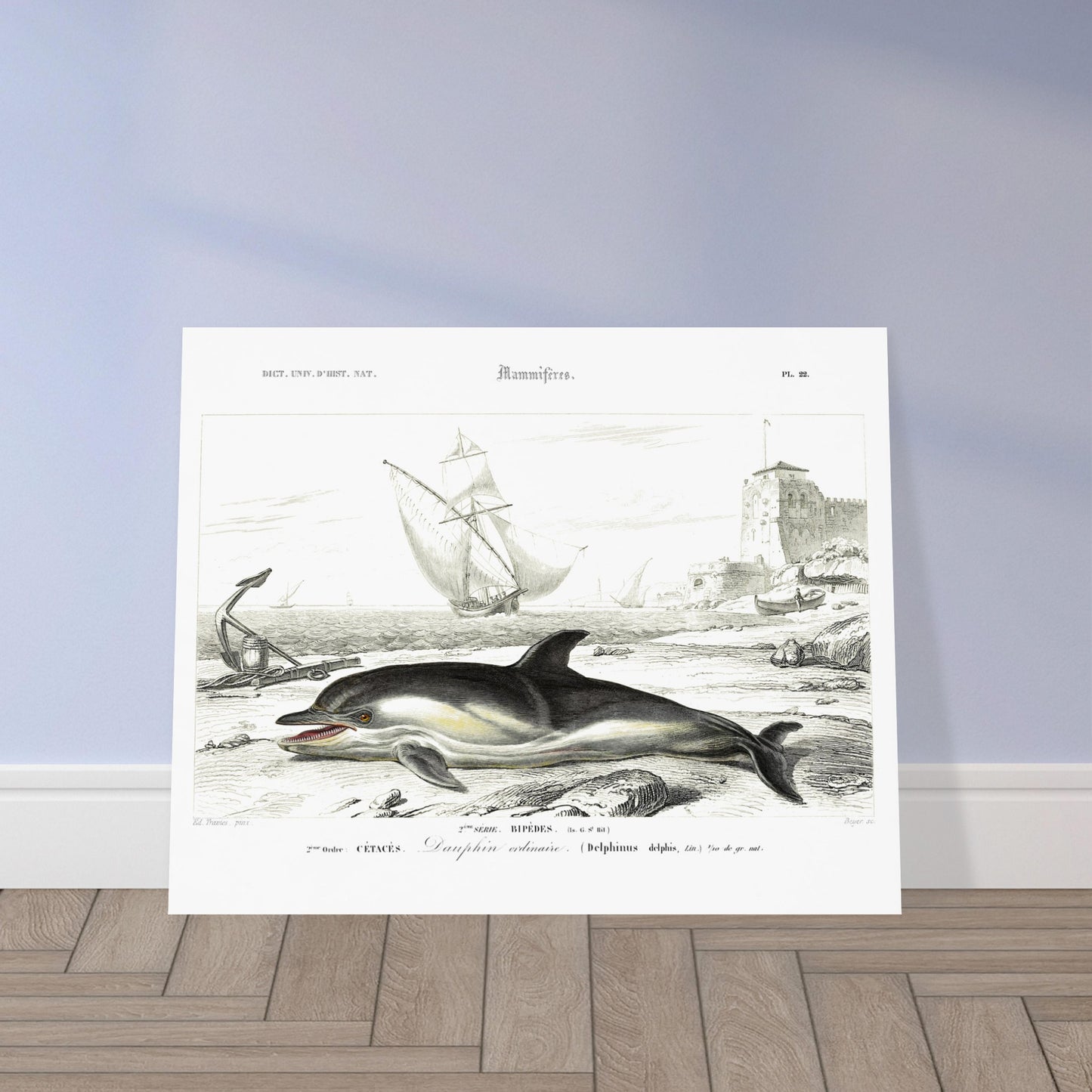 Planche naturaliste de cétacés : Le Dauphin ordinaire. Gravure du XIXe siècle d'un dauphin échoué sur une plage, avec un ancre rouillée à gauche et des voiliers et une tour à l'arrière-plan. Image d'illustration 5