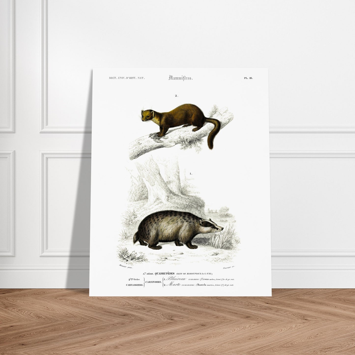 Planche naturaliste : Grand Écureuil du Malabar et Hamster ordinaire. Planche mammalogique du Dictionnaire Universel d'Histoire Naturelle de Charles d'Orbigny, présentant un Grand Écureuil du Malabar perché sur une branche et un Hamster ordinaire au sol. Image d'illustration 6