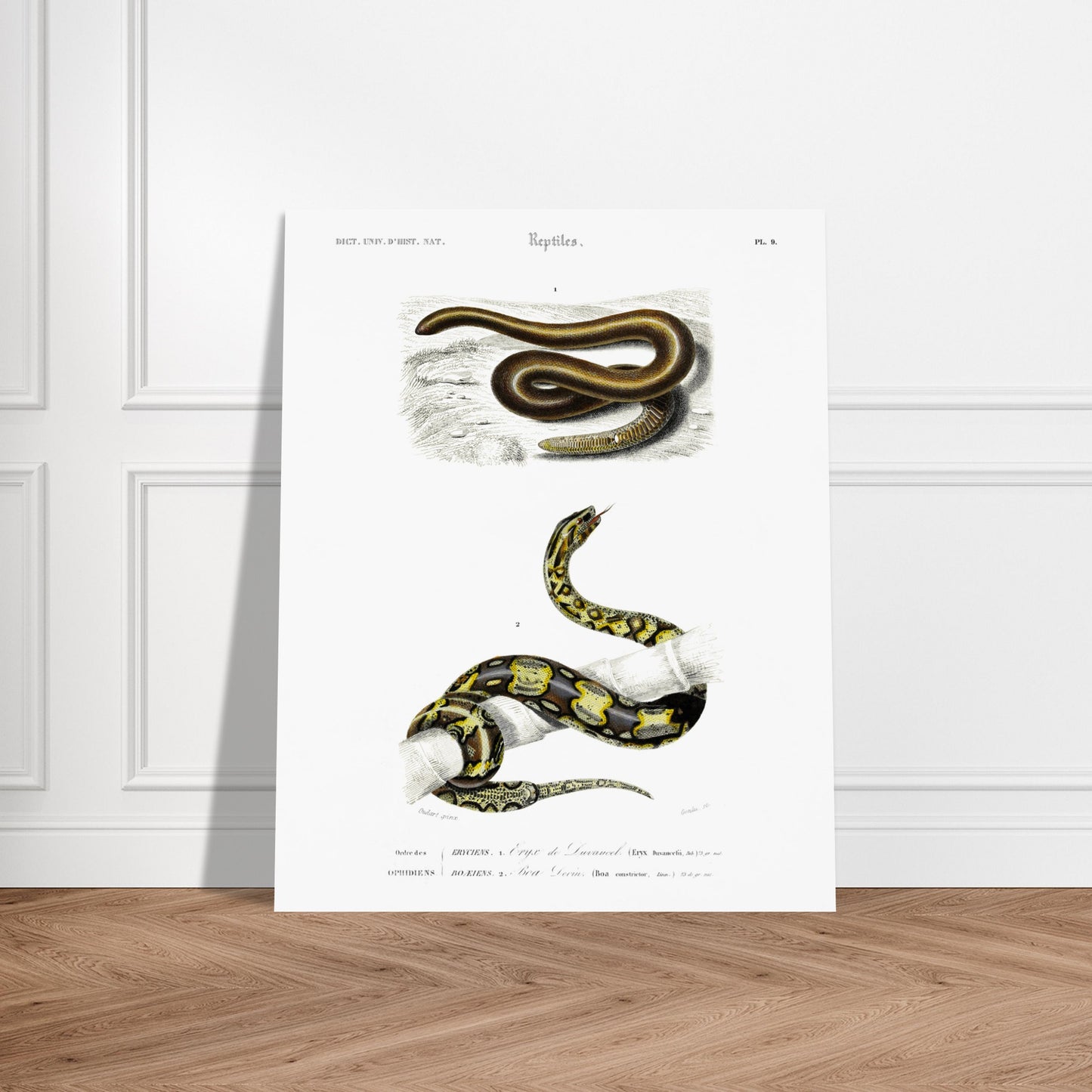 Planche naturaliste ancienne : Eryx de Duvaucel et Boa Levin - d'Orbigny. Illustration scientifique ancienne présentant deux serpents dans des environnements distincts, l'un sur un sol sableux et l'autre enroulé sur une branche. Image d'illustration 6