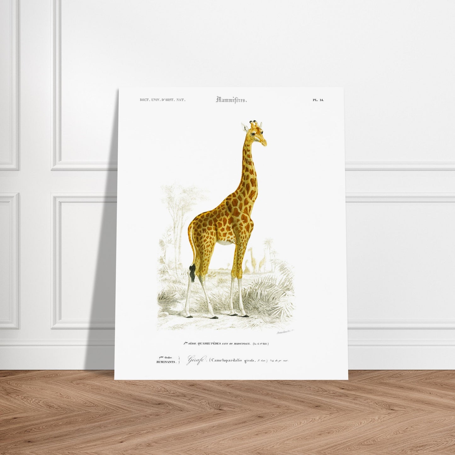 Planche naturaliste : Girafe dans son environnement par d'Orbigny. Planche mammalogique représentant une girafe dans un paysage africain avec des acacias et des palmiers, avec des numérotations et des légendes. Image d'illustration 6