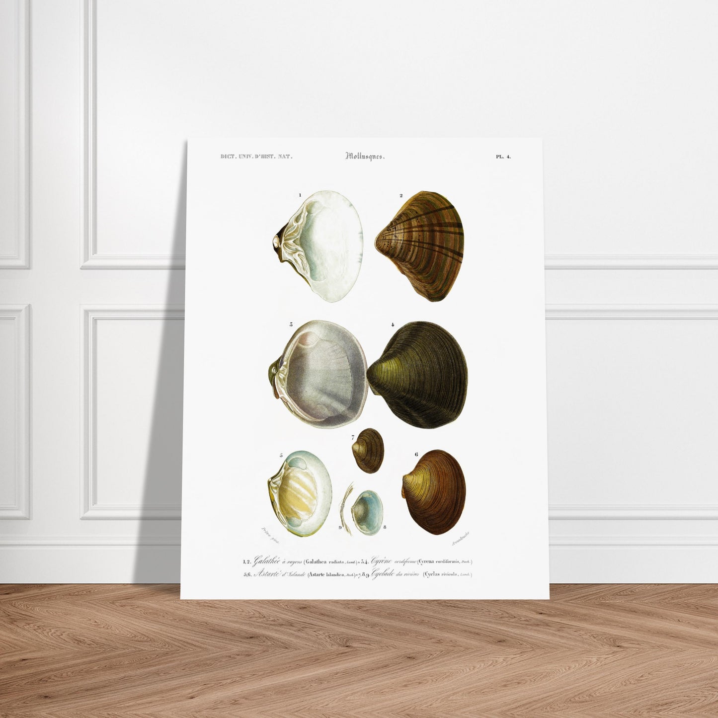 Planche naturaliste de mollusques : Cyclade des rivières. Planche scientifique ancienne du Dictionnaire Universel d'Histoire Naturelle illustrant des mollusques, avec des spécimens numérotés et leurs descriptions. Image d'illustration 6