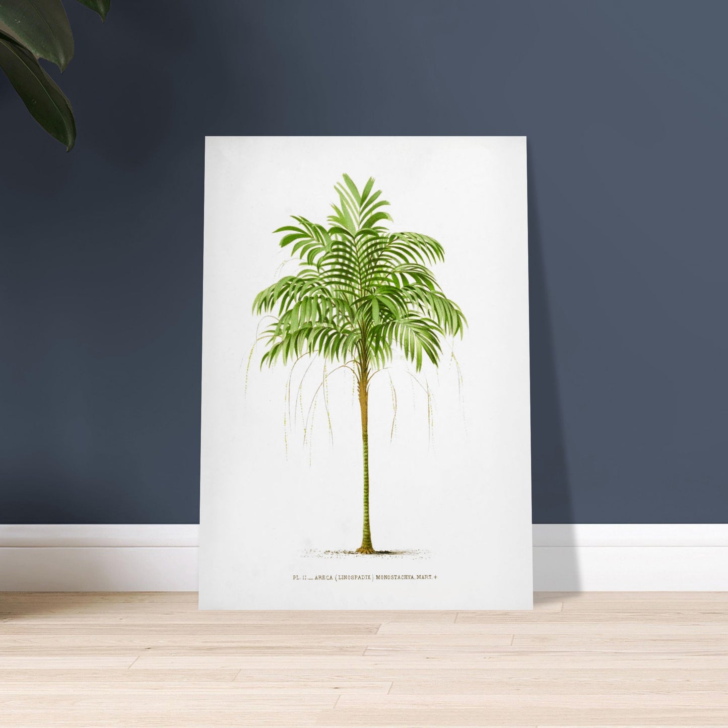 Areca Monostachya - Planche botanique ancienne du palmier d'Australie. Illustration botanique ancienne d'un palmier Areca Monostachya (Linospadix) aux feuilles vertes et au tronc marron. Image d'illustration 9