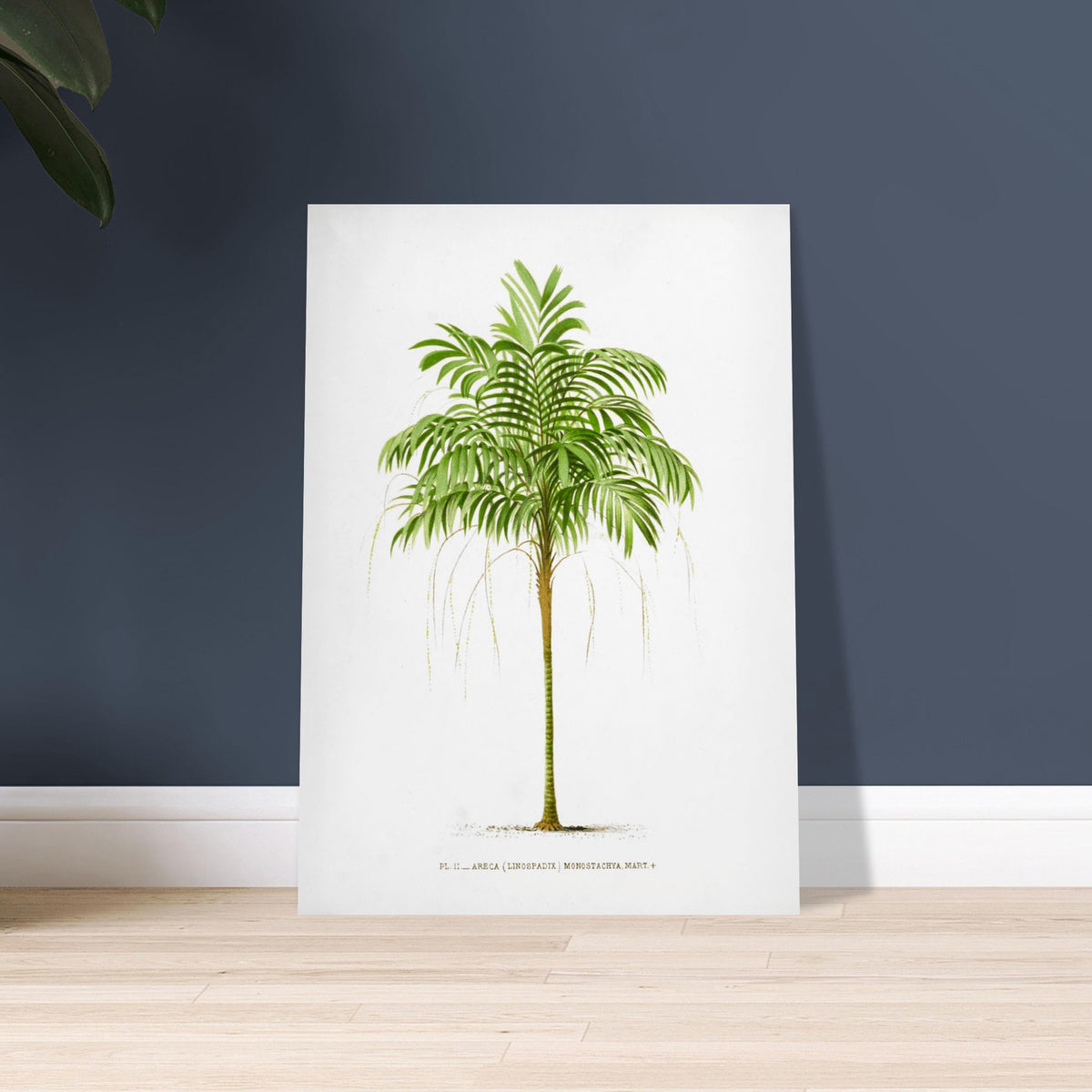 Areca Monostachya - Antike botanische Tafel der australischen Palme. Antike botanische Illustration einer Areca Monostachya (Linospadix) Palme mit grünen Blättern und einem braunen Stamm.