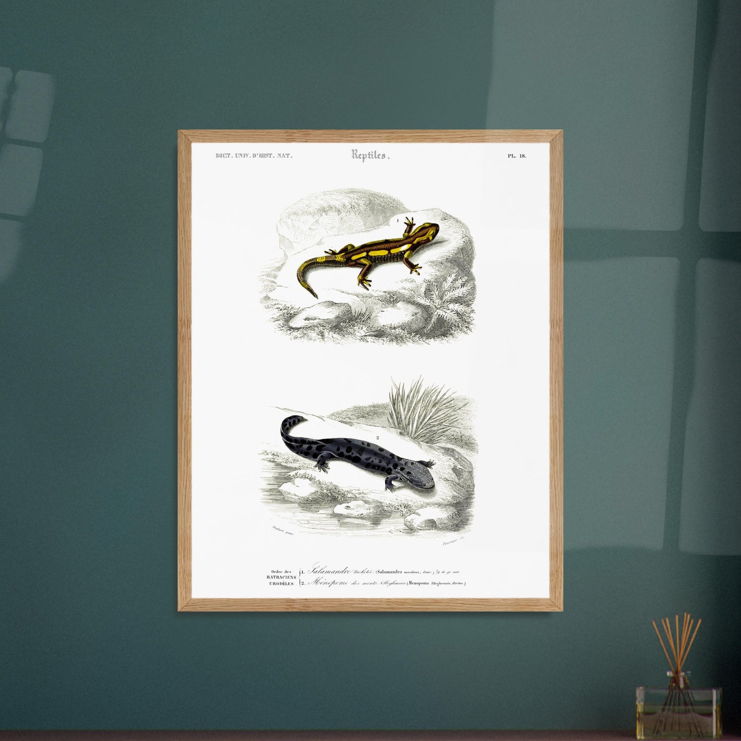 Planche naturaliste de salamandres par Charles d'Orbigny. Planche scientifique présentant deux salamandres, l'une tachetée de jaune et noir sur une roche, l'autre entièrement noire avec des taches gris clair sur un sol sombre. Image d'illustration 6