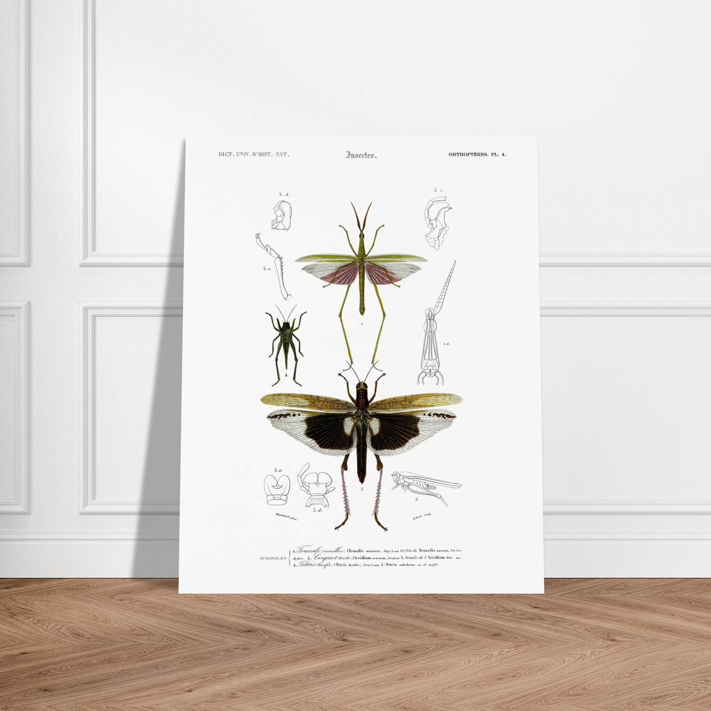 Planche naturaliste de la Truxale vermillon - Charles d'Orbigny. Planche scientifique illustrant des insectes orthoptères, dont un grand insecte vert ressemblant à un mantes religieuse avec des ailes roses et un autre plus petit, et des détails anatomiques. Image d'illustration 6