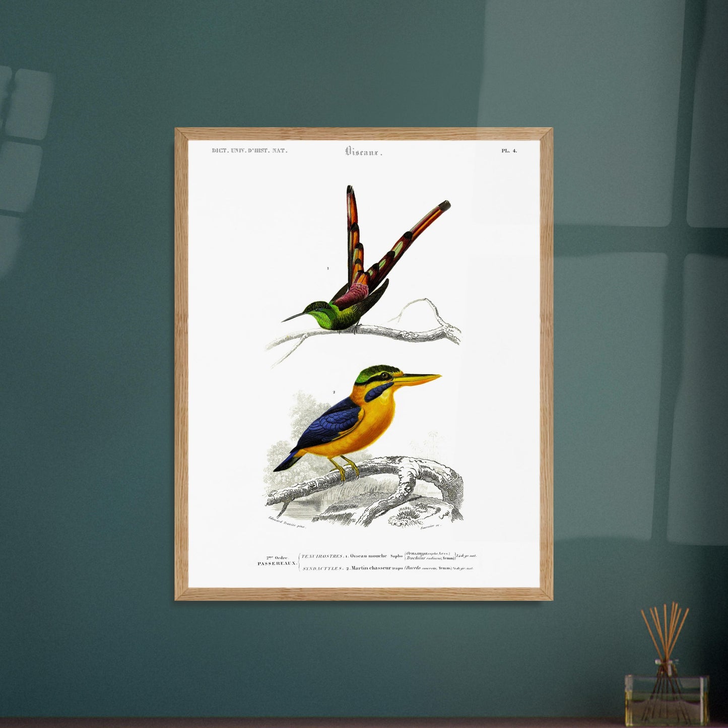 Planche d'oiseaux : Oiseau-Mouche Sapho et Martin-Chasseur par d'Orbigny. Illustration scientifique de deux oiseaux: un oiseau-mouche sapho en haut et un martin-chasseur en bas, perchés sur des branches. Image d'illustration 6