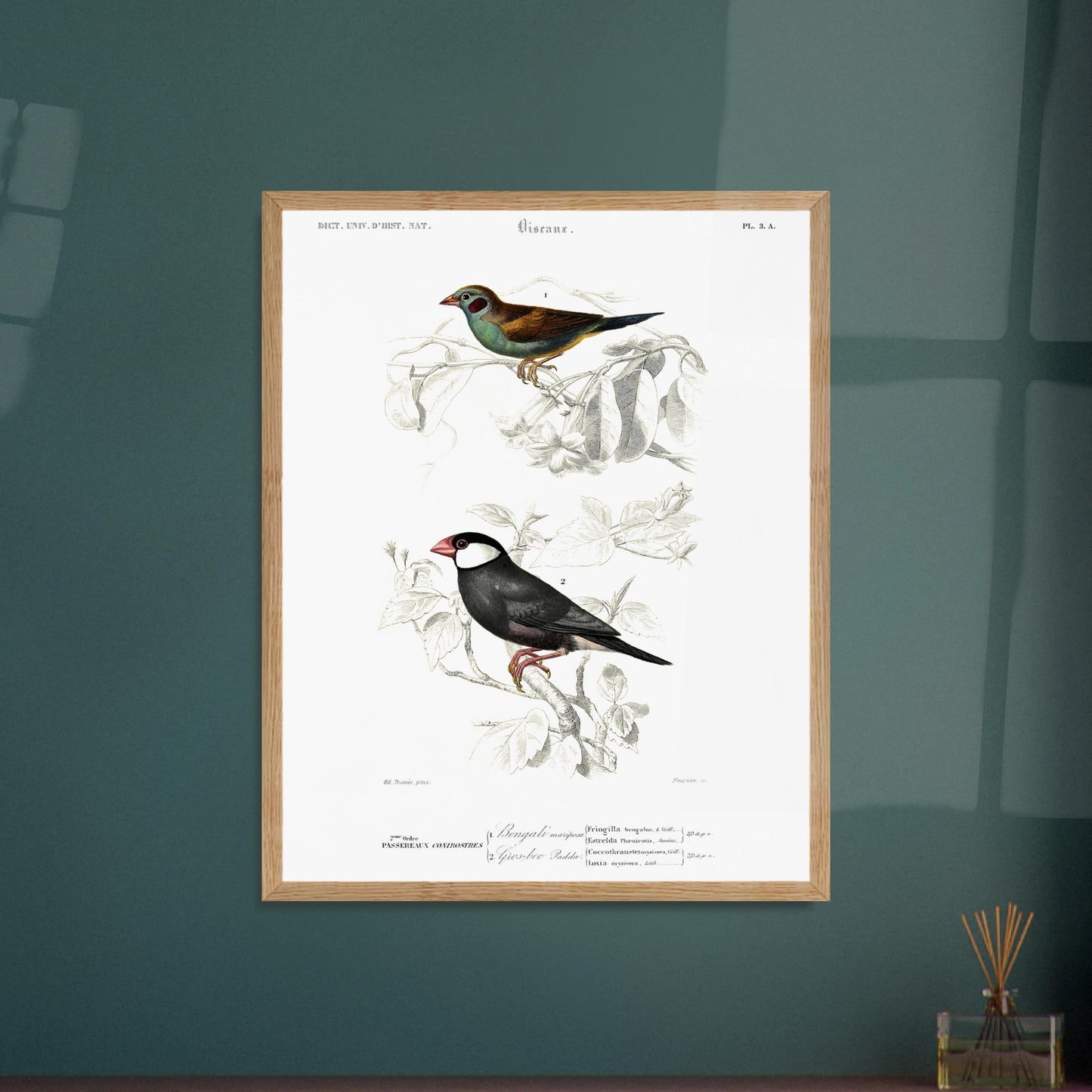 Planche ornithologique ancienne : Bengali mariposa par Charles d'Orbigny. Planche ornithologique présentant deux oiseaux : un Bengali mariposa et un gros-bec Padda, perchés sur des branches fleuries. Image d'illustration 6