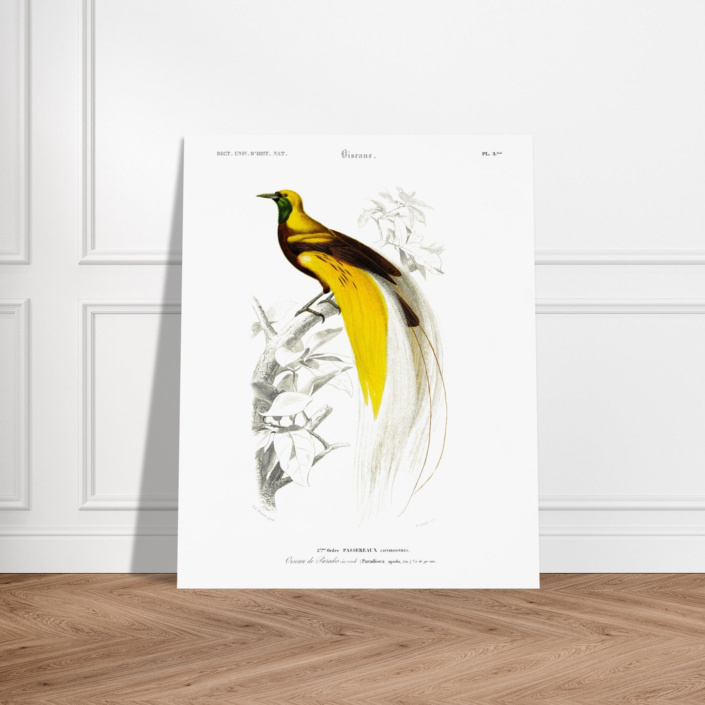 Planche ornithologique ancienne : Oiseau de paradis émeraude, d'Orbigny. Illustration naturaliste d'un oiseau de paradis émeraude perché sur une branche, datant du XIXe siècle. Image d'illustration 6