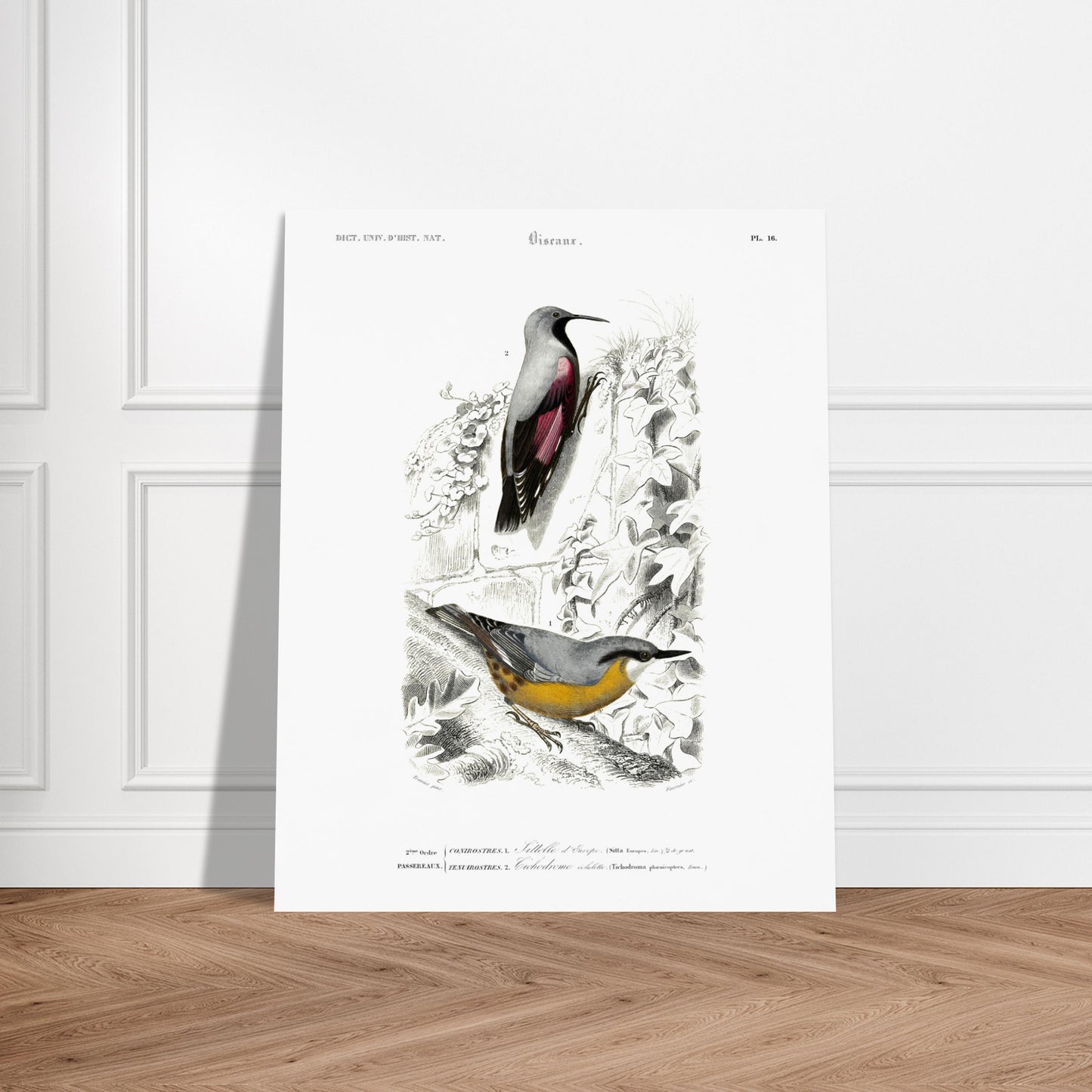 Planche ornithologique ancienne : Sittelle d'Europe par Charles d'Orbigny. Planche zoologique représentant deux oiseaux : une Sittelle d'Europe (Sitta europaea) perchée sur une branche recouverte de lierre, et un autre oiseau dont l'identité n'est pas clairement spécifiée par un numéro. Image d'illustration 6