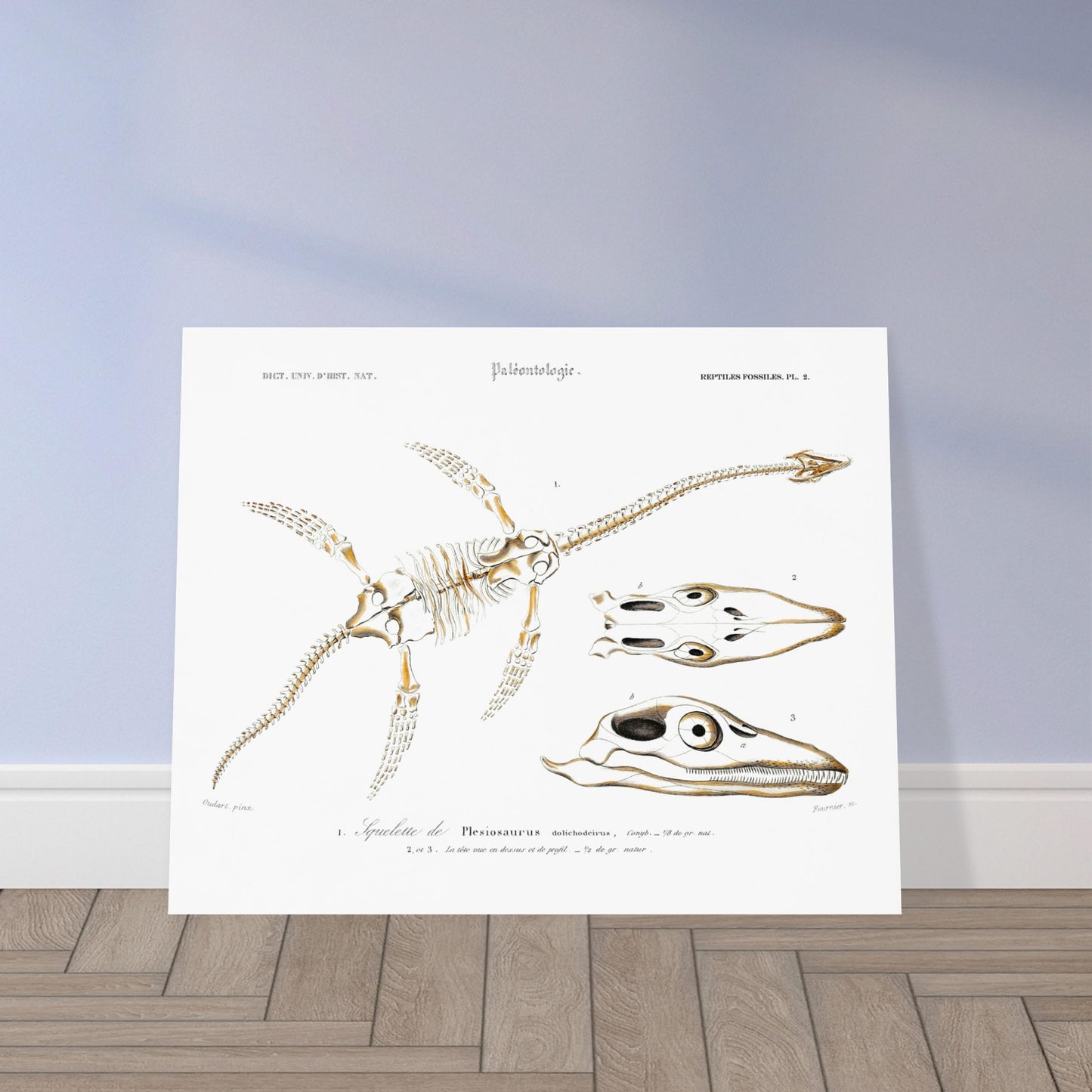 Planche de paléontologie ancienne du Squelette de Plesiosaurus par d'Orbigny. Planche paléontologique montrant le squelette d'un Plesiosaurus dolichodeirus et des vues de son crâne, le tout sur fond blanc. Image d'illustration 5