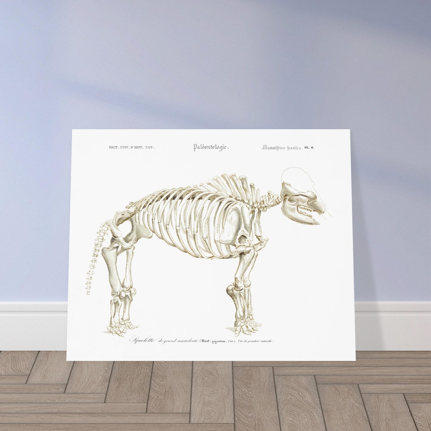 Planche paléontologique : Squelette de Mastodon giganteum, d'Orbigny. Illustration paléontologique d'un squelette de Mastodon giganteum, avec des détails anatomiques. Image d'illustration 5