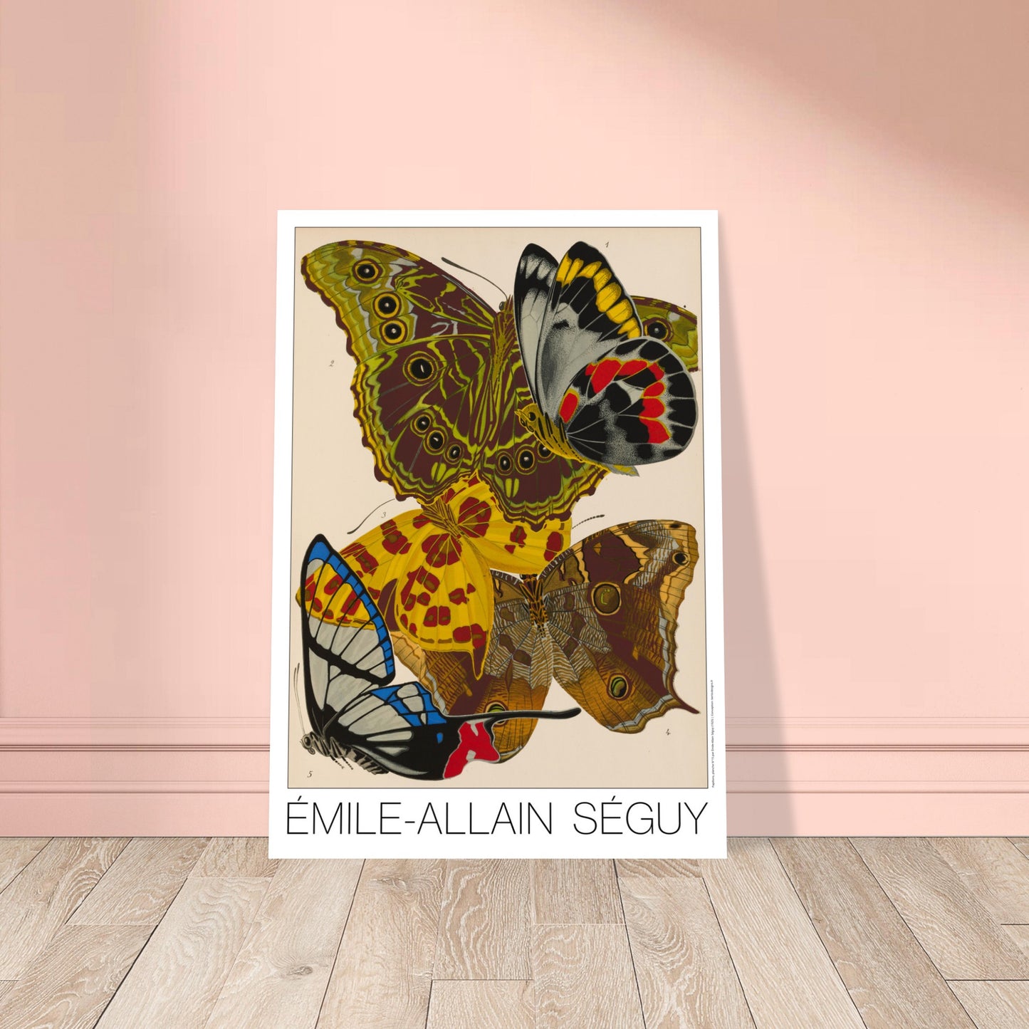 Planche de papillons (Delias, Morpho) - Émile-Allain Séguy. Gravure naturaliste d'Émile-Allain Séguy représentant plusieurs papillons aux ailes aux couleurs vives et aux motifs détaillés. Image d'illustration 8