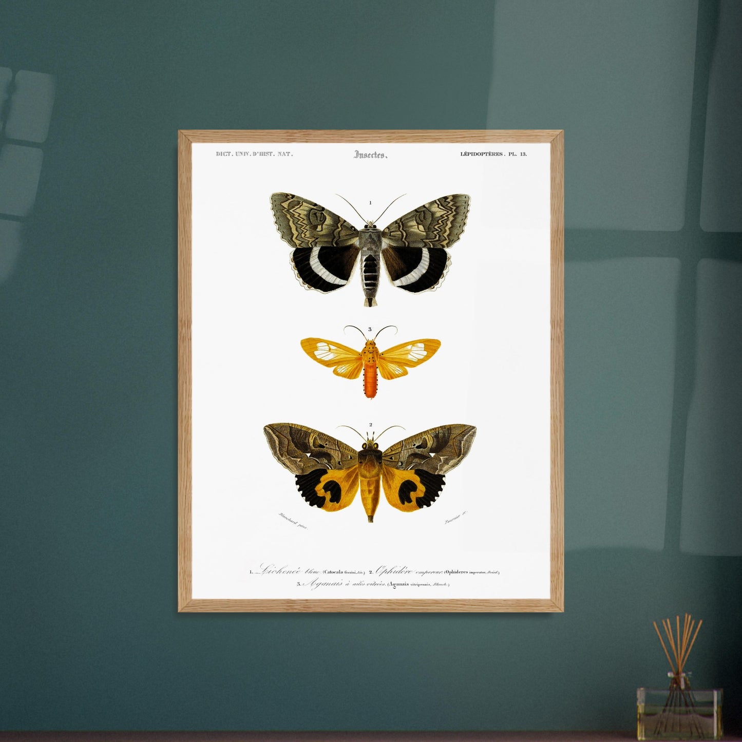 Planche de papillons de nuit : Hépiale Vénus par Charles d'Orbigny. Illustration d'insectes montrant trois papillons de nuit de différentes tailles et couleurs, avec des détails de leurs ailes. Image d'illustration 6