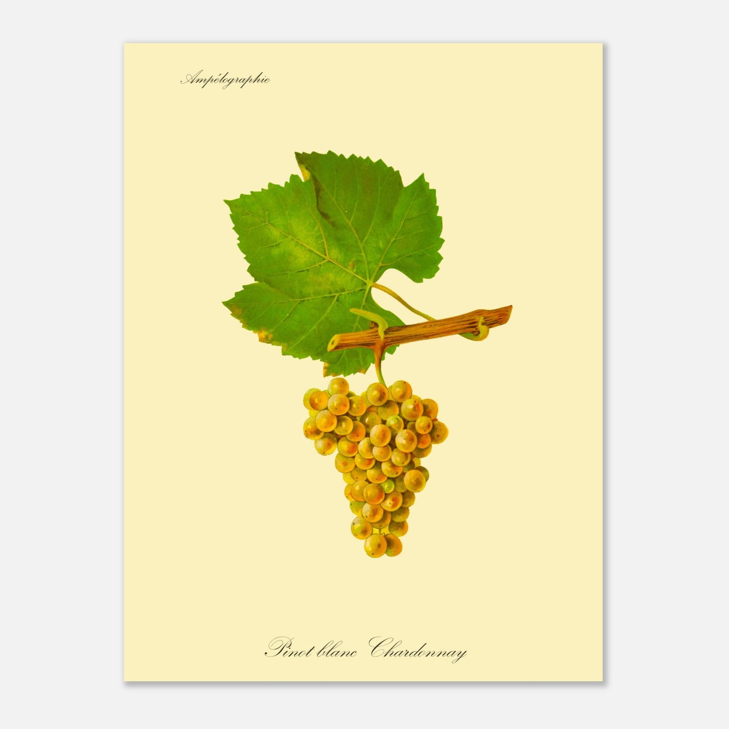 Pinot blanc Chardonnay : Planche de raisin ancienne (30x40 cm). Reproduction botanique d'une grappe de raisins blancs appelée 'Pinot blanc Chardonnay', avec des feuilles vertes.