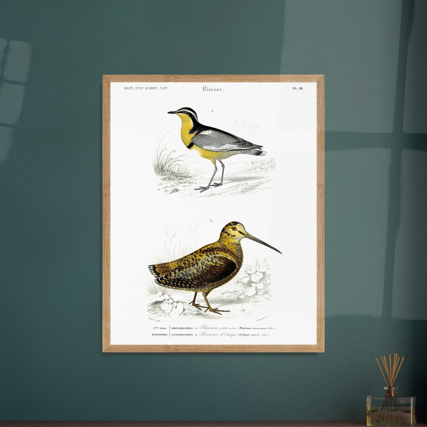 Planche ornithologique : Pluvian à tête noire et Bécasse d'Europe. Planche d'ornithologie montrant deux oiseaux dans leur environnement : un pluvier à tête noire reconnaissable à sa bande jaune sur le cou et un bécasse d'Europe au plumage tacheté. Image d'illustration 6