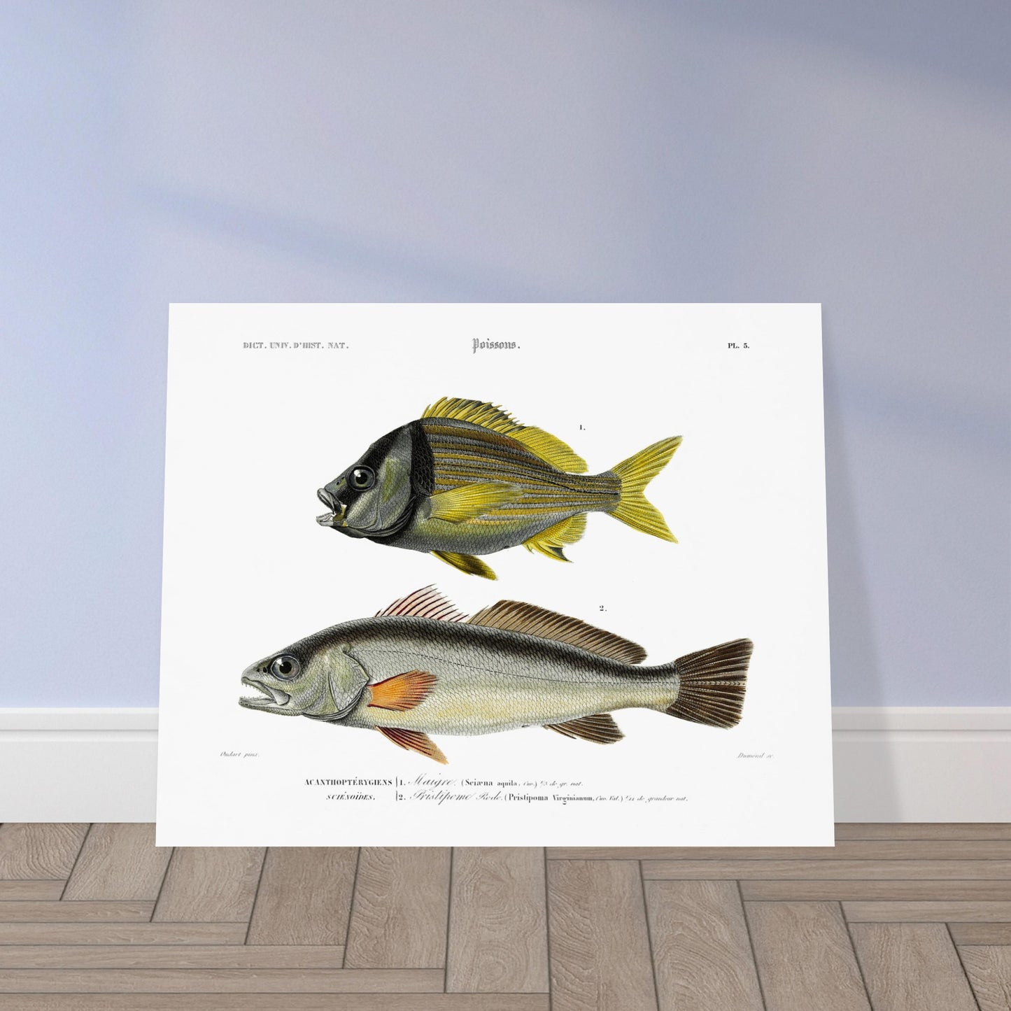 Planche naturaliste de poissons : Maigre et Pristipome Rodo (Orbigny). Illustration scientifique de deux poissons : un maigre (Sciæna aquila) et un pristipome rodo (Pristipoma virginianum). Image d'illustration 5