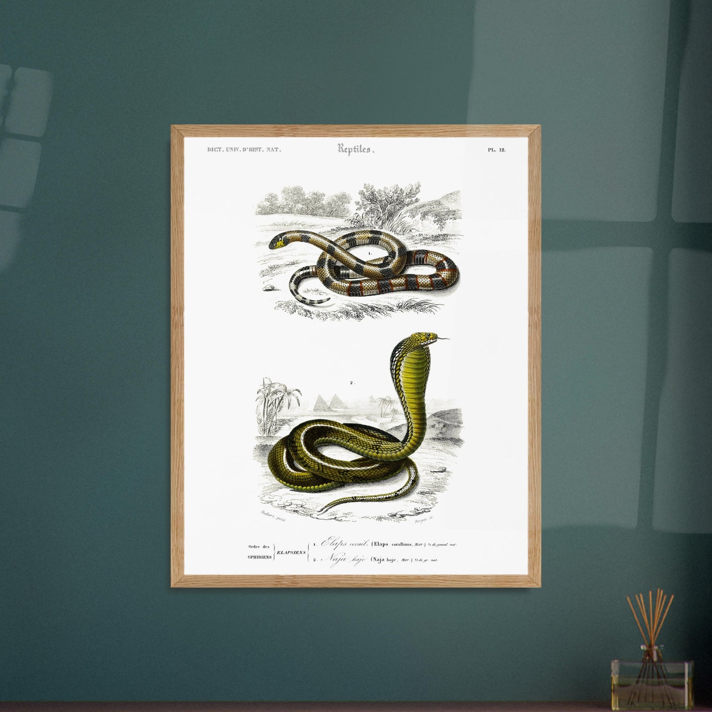 Planche de reptiles : Elaps corallinus et Naja haje par d'Orbigny. Illustration scientifique en couleurs montrant deux serpents : un serpent corail (Elaps corallinus) et un cobra (Naja haje), dans un décor désertique. Image d'illustration 6