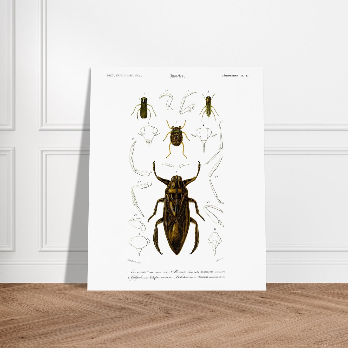 Planche scientifique d'insectes aquatiques : Corise striée. Planche scientifique d'insectes, montrant en détail les parties d'un grand insecte aquatique au centre, entouré de croquis de ses membres et de sa tête, avec des numérotations et des légendes. Image d'illustration 6