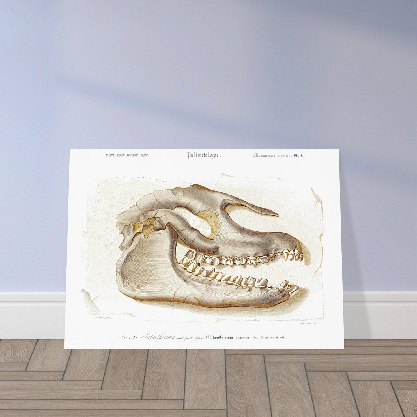 Planche scientifique T)te de Palœotherium crassum par d'Orbigny. Planche du Dictionnaire Universel d'Histoire Naturelle de Charles d'Orbigny, représentant la tête fossilisée d'un Palœotherium crassum, avec des détails sur la denture et la structure osseuse. Image d'illustration 5
