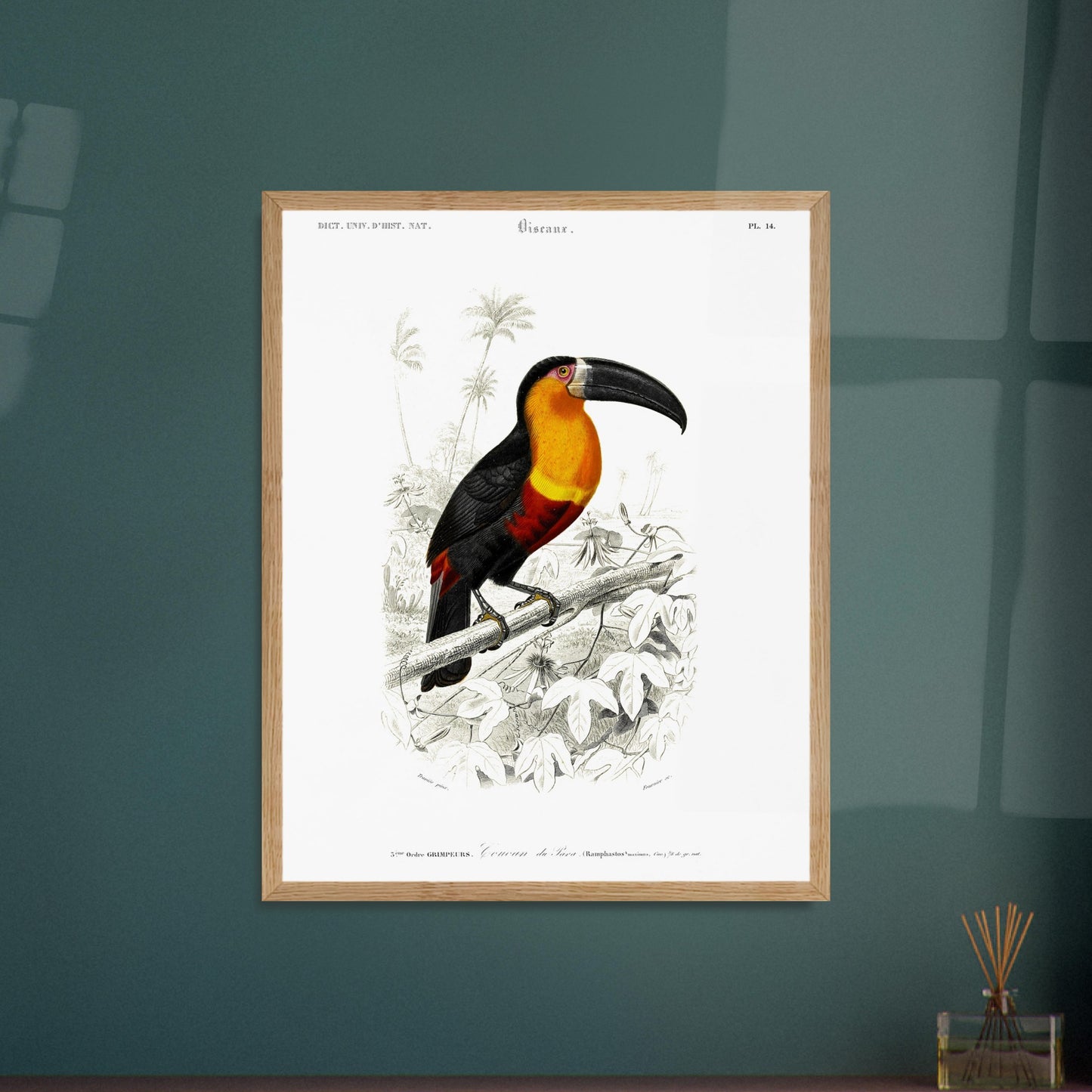 Planche naturaliste du Toucan de Para par Charles d'Orbigny. Illustration naturaliste d'un toucan de Para perché sur une branche, entouré de végétation. Image d'illustration 6