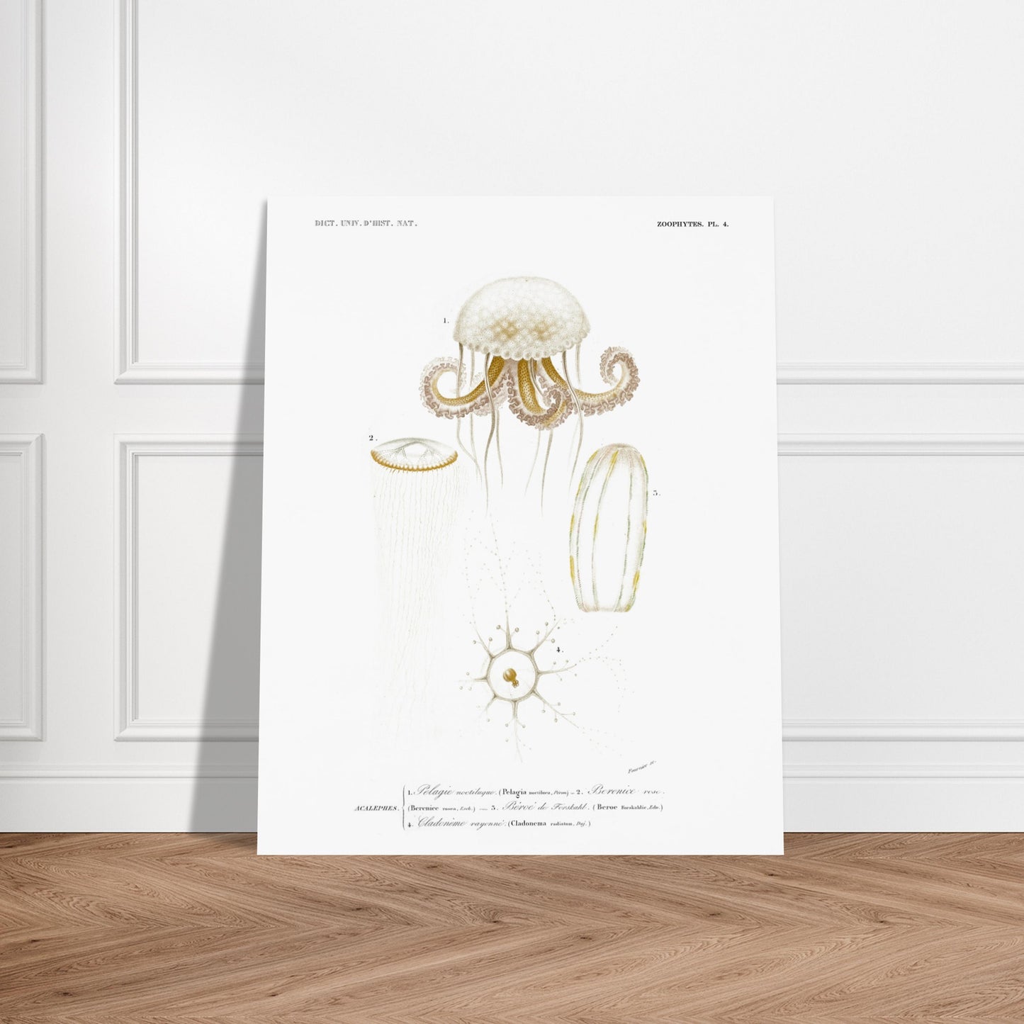Planche de méduses : Pelagia noctiluca et Berenice rose par d'Orbigny. Planche zoologique du Dictionnaire Universel d'Histoire Naturelle de Charles d'Orbigny, illustrant des méduses : Pelagia noctiluca, Berenice rose, Beroe de Forskal, et Cladonema rayonnée. Image d'illustration 6