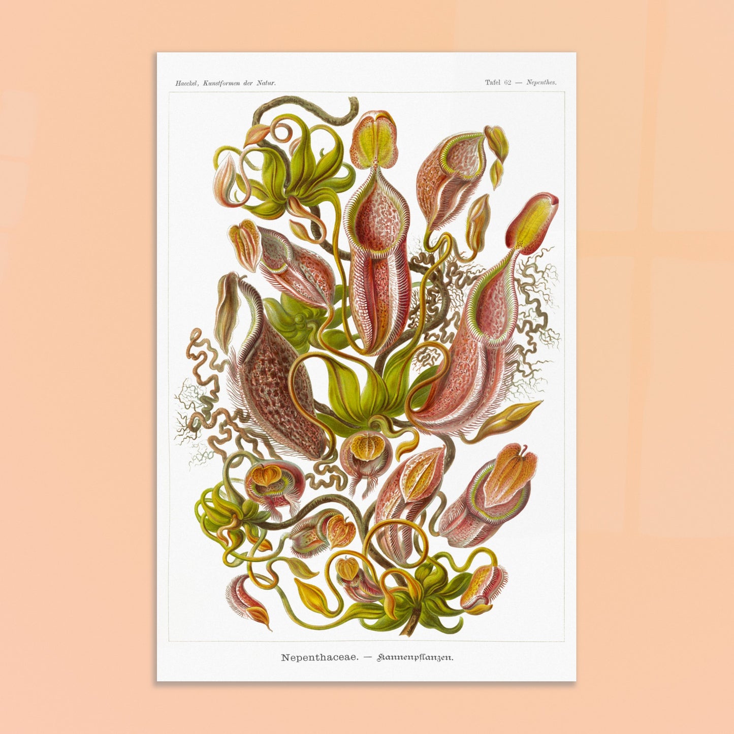 Planche botanique de plantes carnivores - Ernst Haeckel. Planche scientifique du XIXe siècle par Ernst Haeckel représentant diverses plantes carnivores de type Nepenthes, avec des vrilles, des urnes et des feuilles. Image d'illustration 8