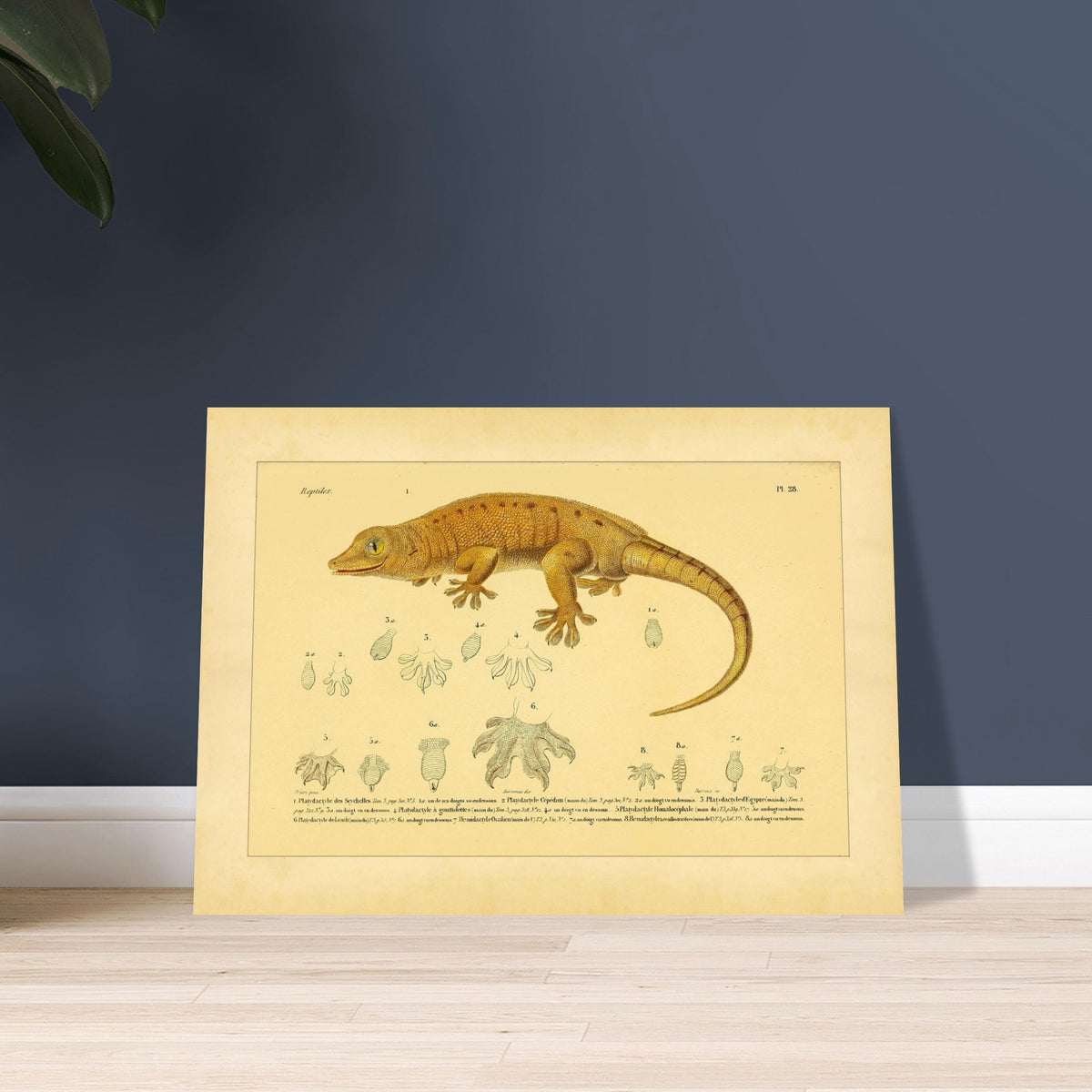 Platydactylus und Hemidactylus: Gecko-Illustration. Antike wissenschaftliche Illustration von Platydactylus und Hemidactylus, die einen Gecko im Profil und Details seiner Füße zeigt.