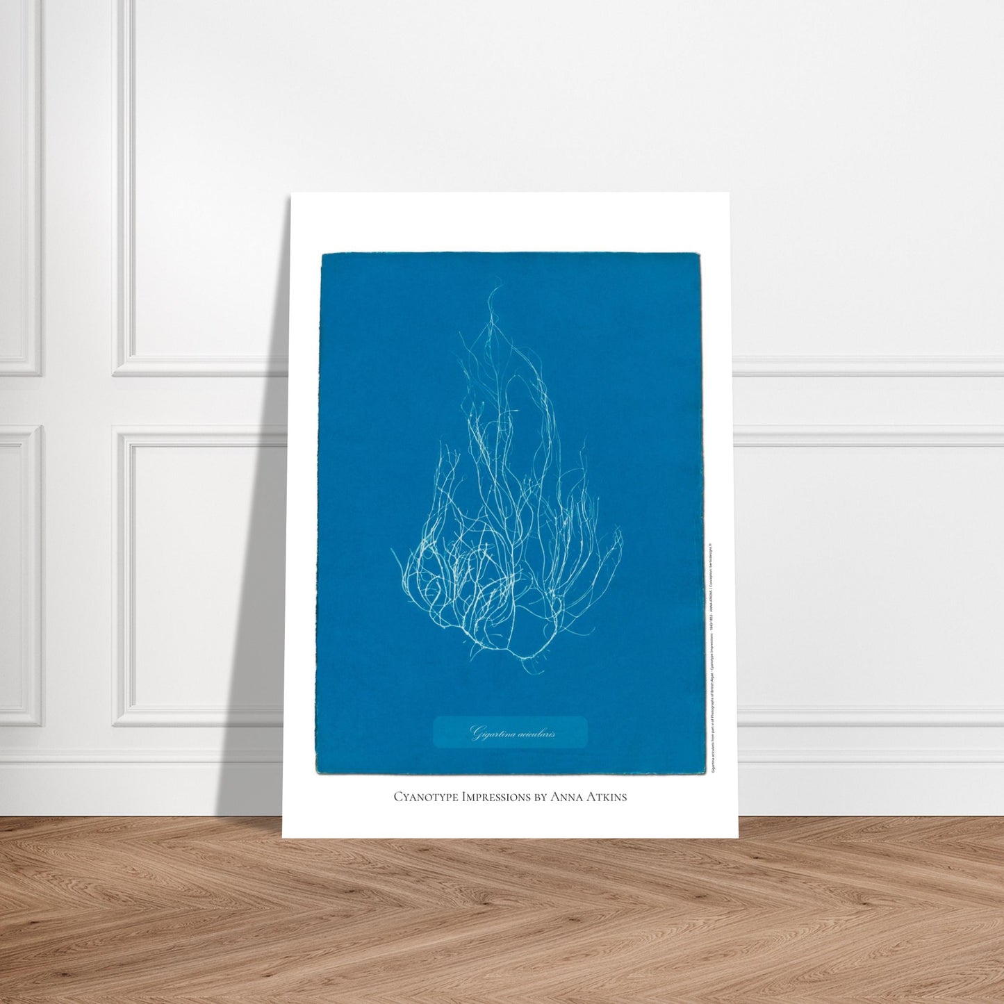 Illustration de l'algue Gigartina acicularis par Anna Atkins. Reproduction cyanotype d'algue du genre Gigartina acicularis par Anna Atkins, illustration botanique vintage sur fond bleu. Image d'illustration 5