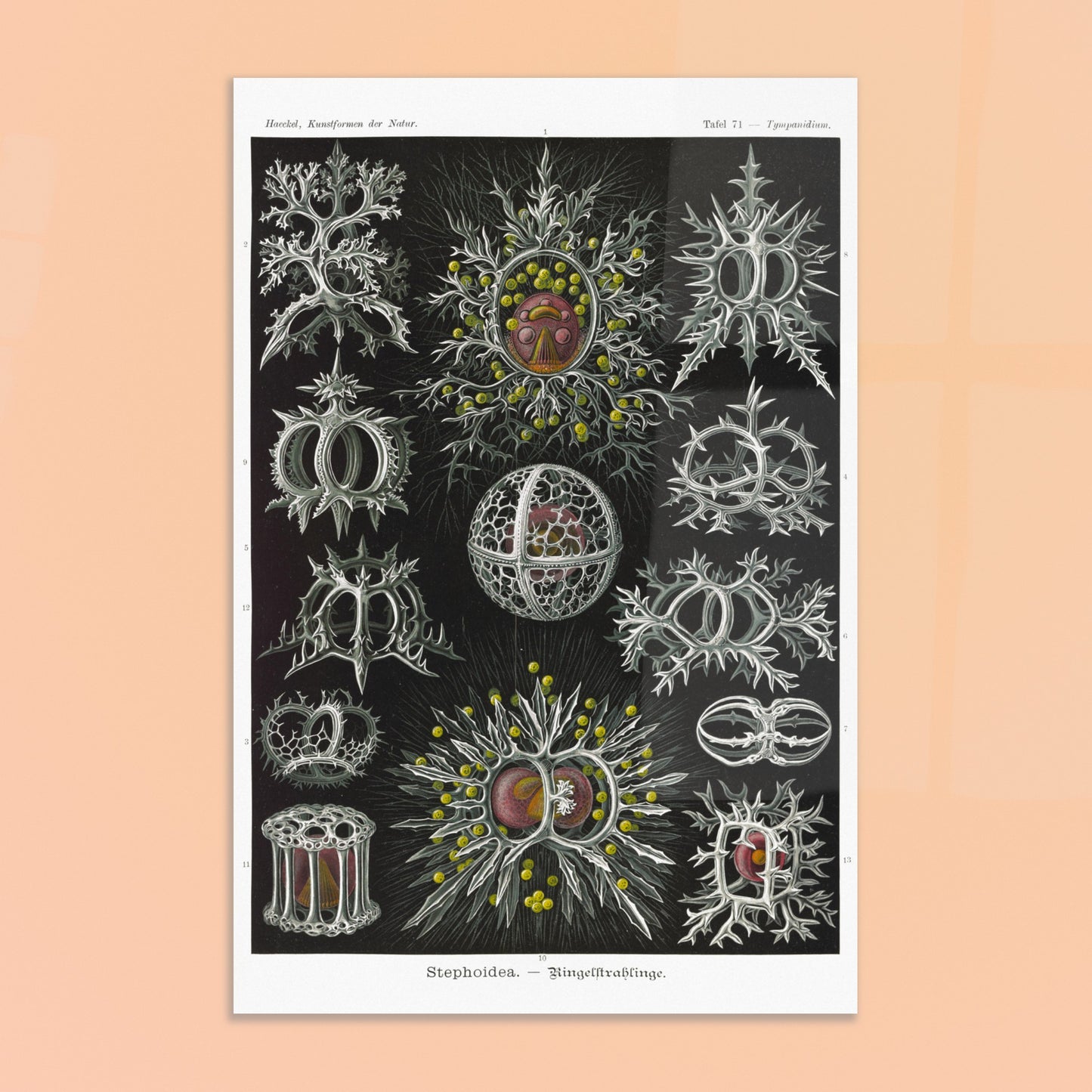 Planche de radiolaires annelés - Ernst Haeckel, Kunstformen der Natur. Reproduction de gravure du XIXe siècle par Ernst Haeckel, illustrant divers radiolaires annelés aux structures complexes et ornées. Image d'illustration 8