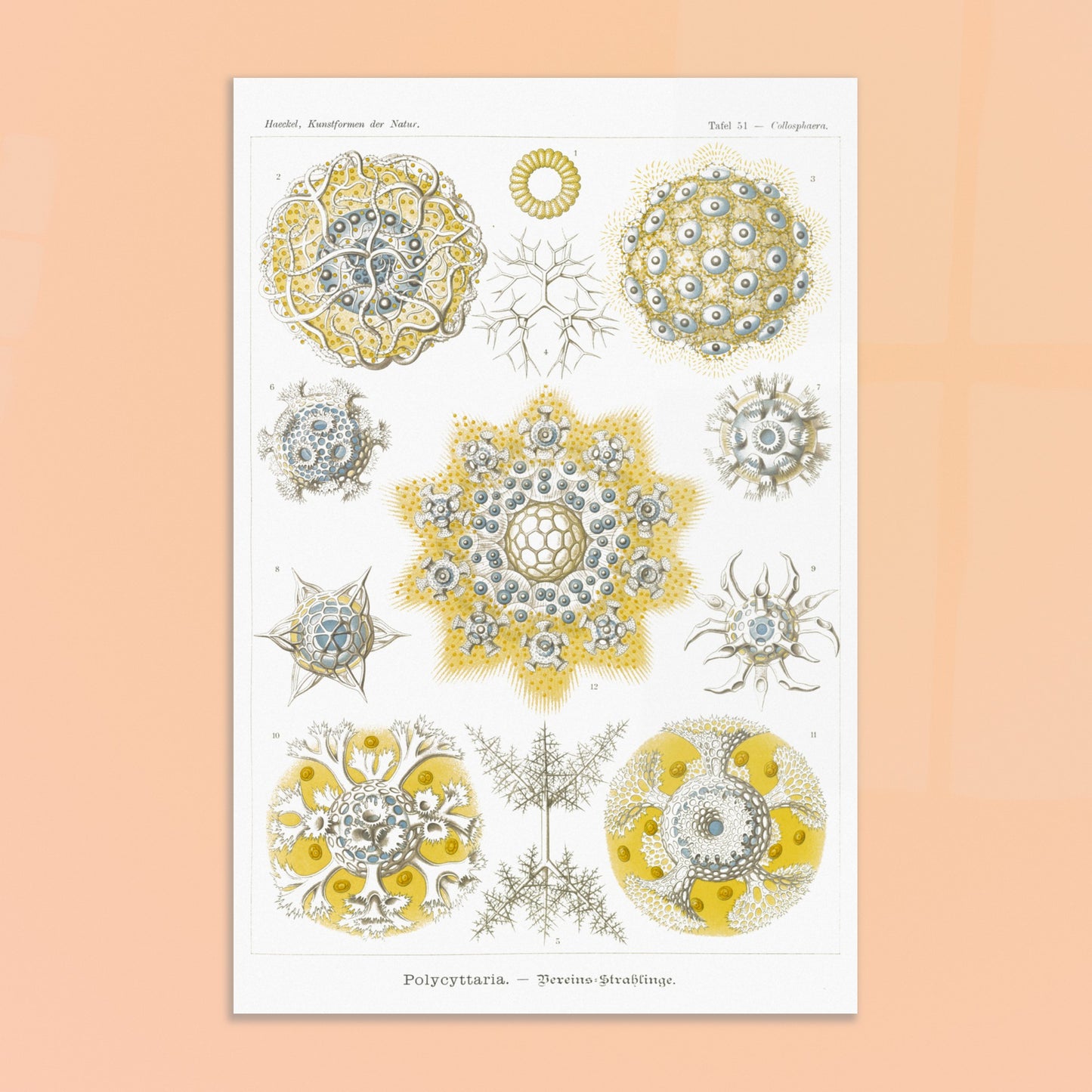 Planche de Radiolaires polycitaires par Ernst Haeckel. Planche encyclopédique d'Ernst Haeckel représentant des radiolaires polycitaires, des micro-organismes marins aux formes complexes et symétriques, principalement dans des tons de jaune et de bleu. Image d'illustration 8