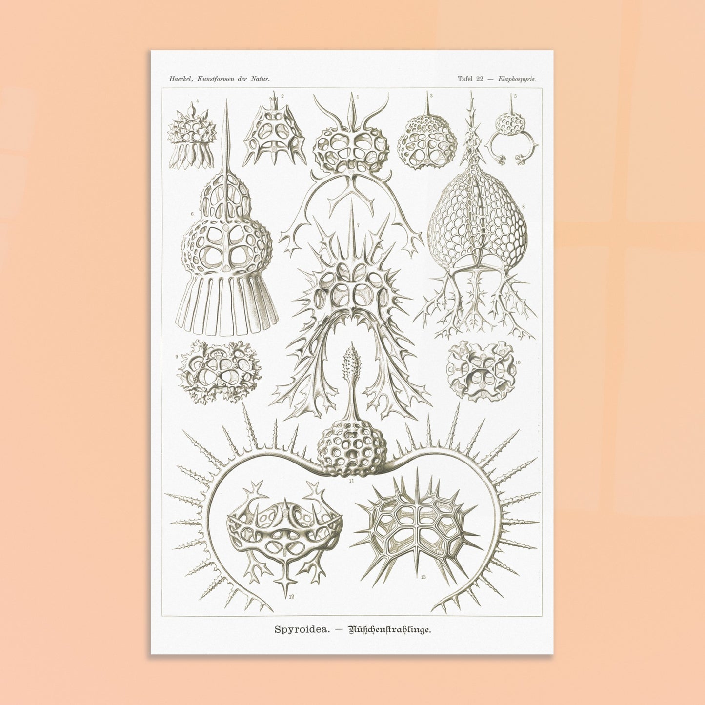 Planche de radiolaires spiroïdes par Ernst Haeckel. Planche scientifique montrant différentes espèces de radiolaires, des micro-organismes marins avec des squelettes siliceux complexes et variés. Image d'illustration 8