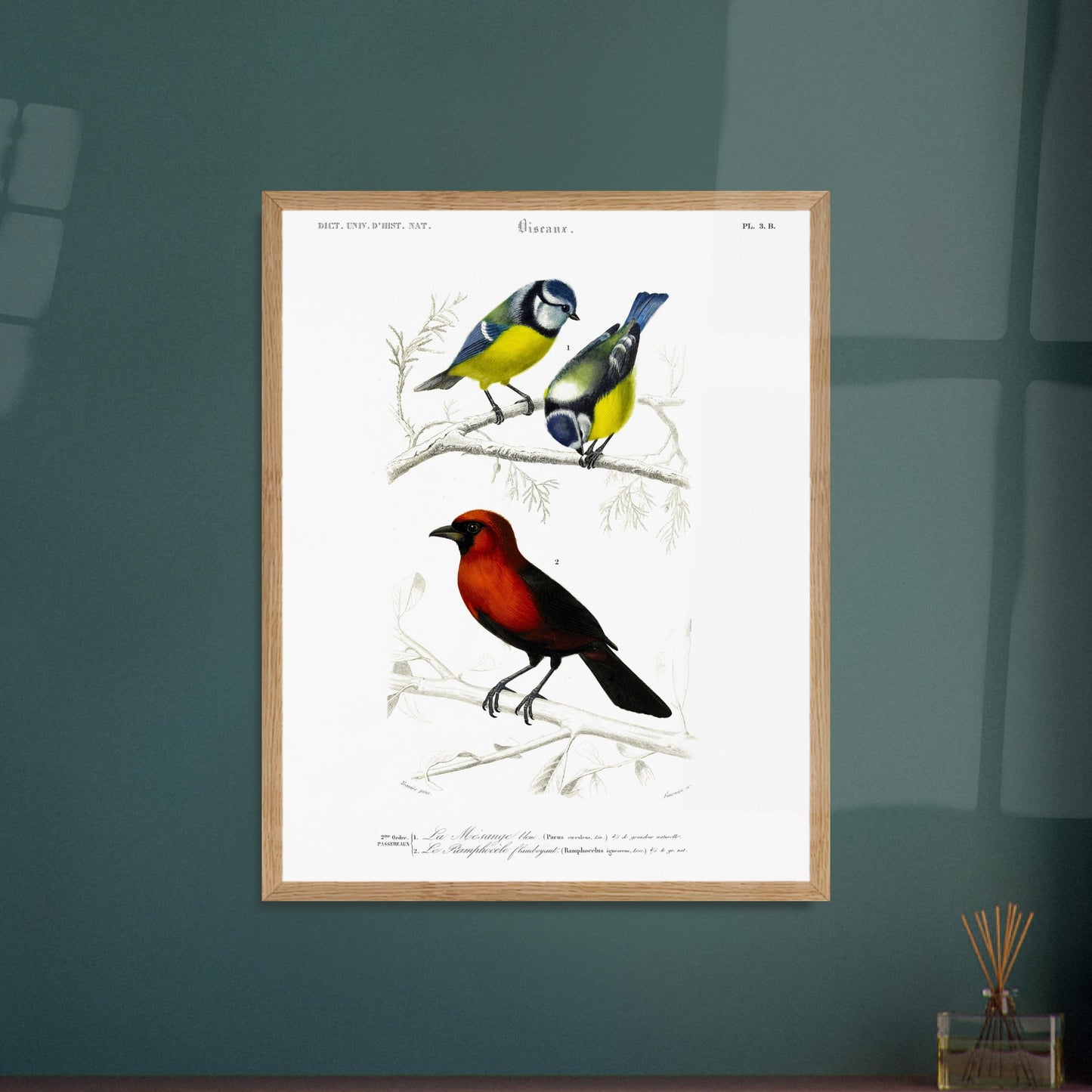 Ramphocèle flamboyant, Mésange bleue - illustration naturaliste du Dictionnaire Universel d'Histoire Naturelle de Charles d'Orbigny - image 52907628429645