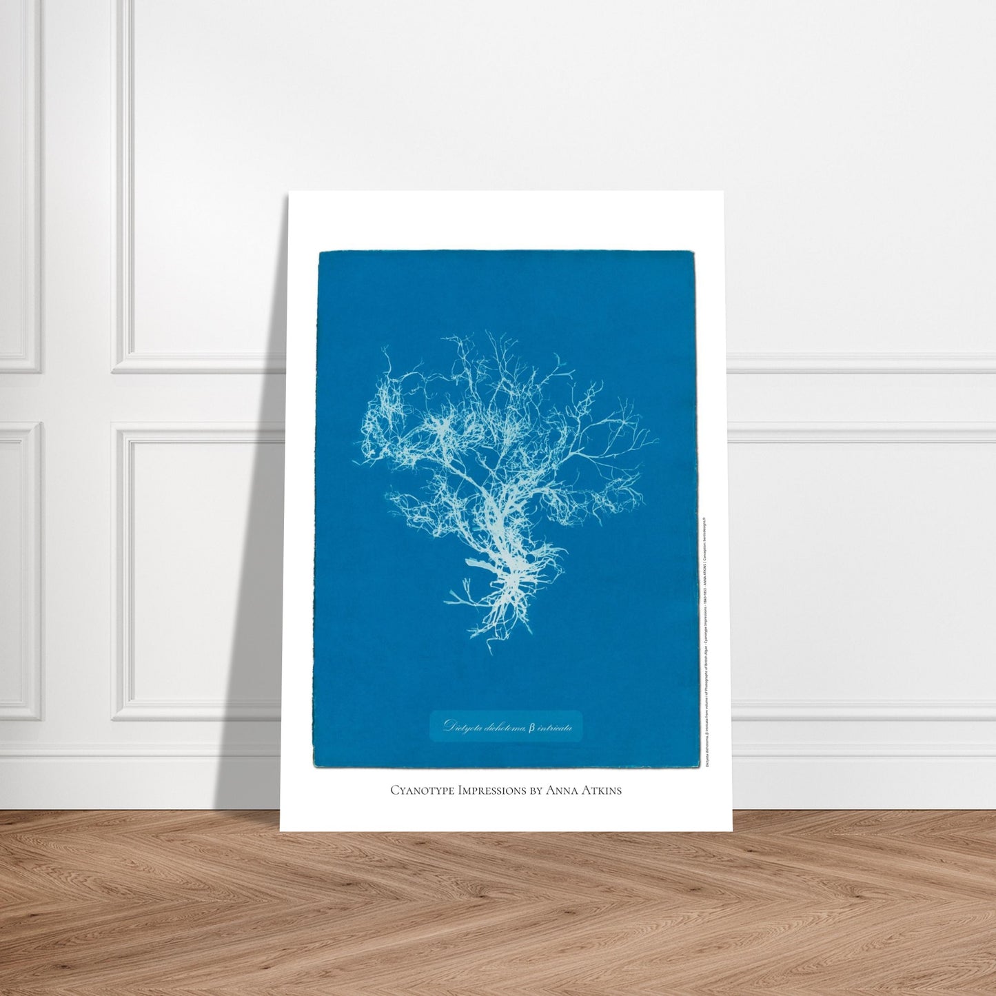 Planche botanique de l'algue Dictyota dichotoma par Anna Atkins. Reproduction cyanotype d'algue du genre Dictyota dichotoma β intricata par Anna Atkins, affiche botanique vintage sur fond bleu. Image d'illustration 5