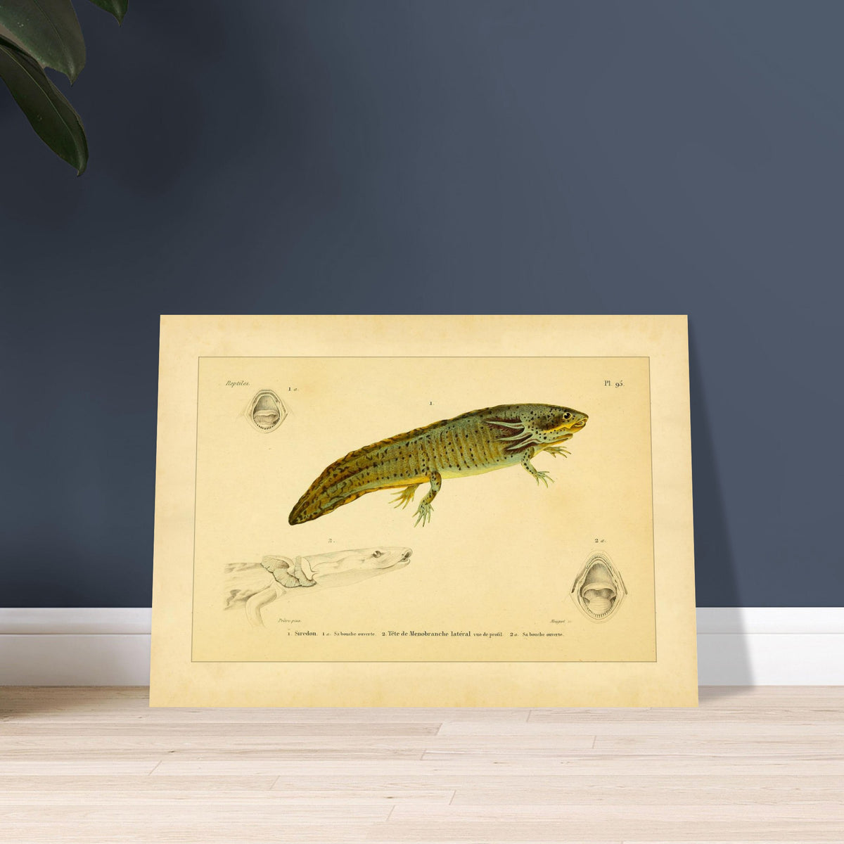 Reproduktion von Axolotl und seitlichem Proteus: Illustration. Wissenschaftliche Tafel aus dem 19. Jahrhundert, die einen Axolotl und einen Grottenolm mit geöffnetem Maul zeigt.