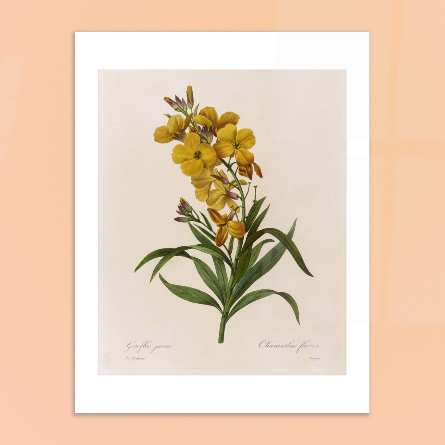 Gravure botanique Giroflée Jaune de Pierre-Joseph Redouté. Planche botanique de Giroflée Jaune par Pierre-Joseph Redouté. Image d'illustration 6