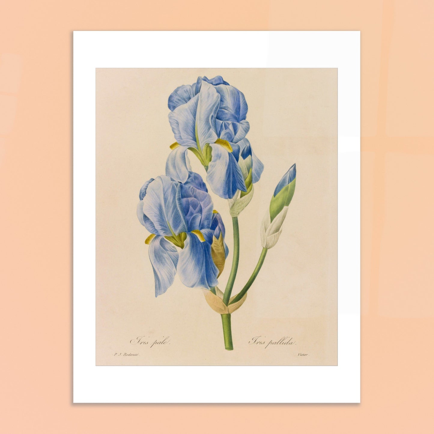 Planche botanique ancienne Iris Pâle par Pierre-Joseph Redouté. Reproduction d'une planche botanique de Pierre-Joseph Redouté montrant deux fleurs d'Iris Pâle, de couleur bleu ciel, avec leurs feuilles vertes et un bouton floral. Image d'illustration 6