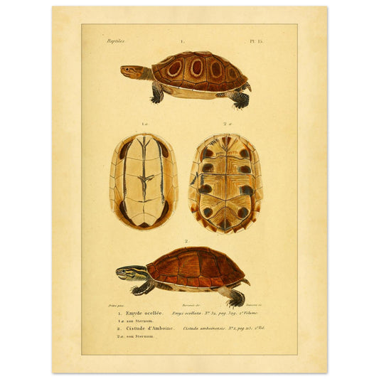 Ocellata-Schildkröte und Amboina-Schildkröte: Illustrationen (30x40 cm). Naturhistorische Illustration einer gefleckten Sumpfschildkröte und einer Amboina-Scharnierschildkröte, mit Ansichten ihrer Panzer und Bauchpanzer.
