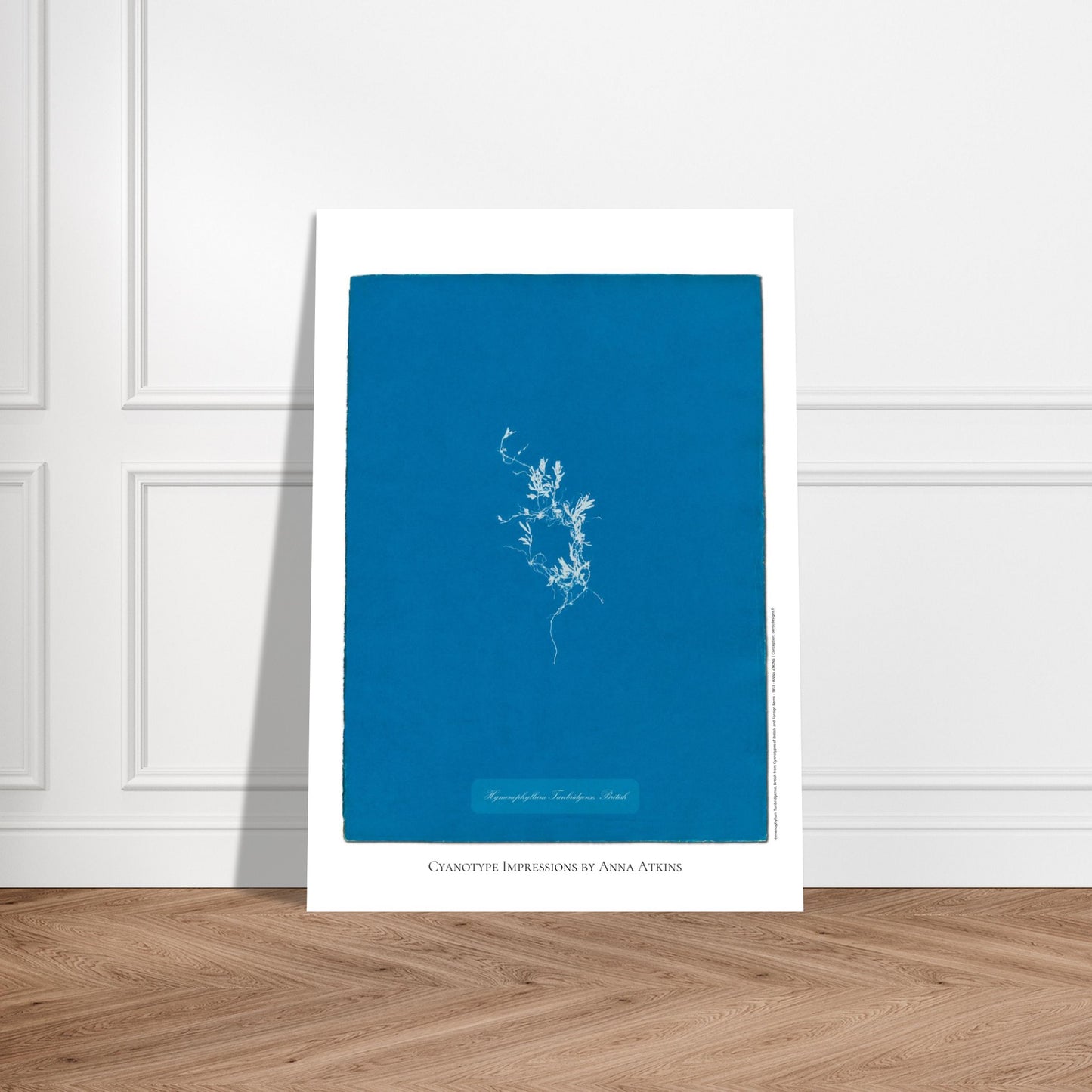 Hymenophyllum Tunbridgense - Cyanotype de Fougère Britannique par Anna Atkins. Reproduction cyanotype de fougère Hymenophyllum Tunbridgense par Anna Atkins, illustration botanique vintage sur fond bleu. Image d'illustration 5