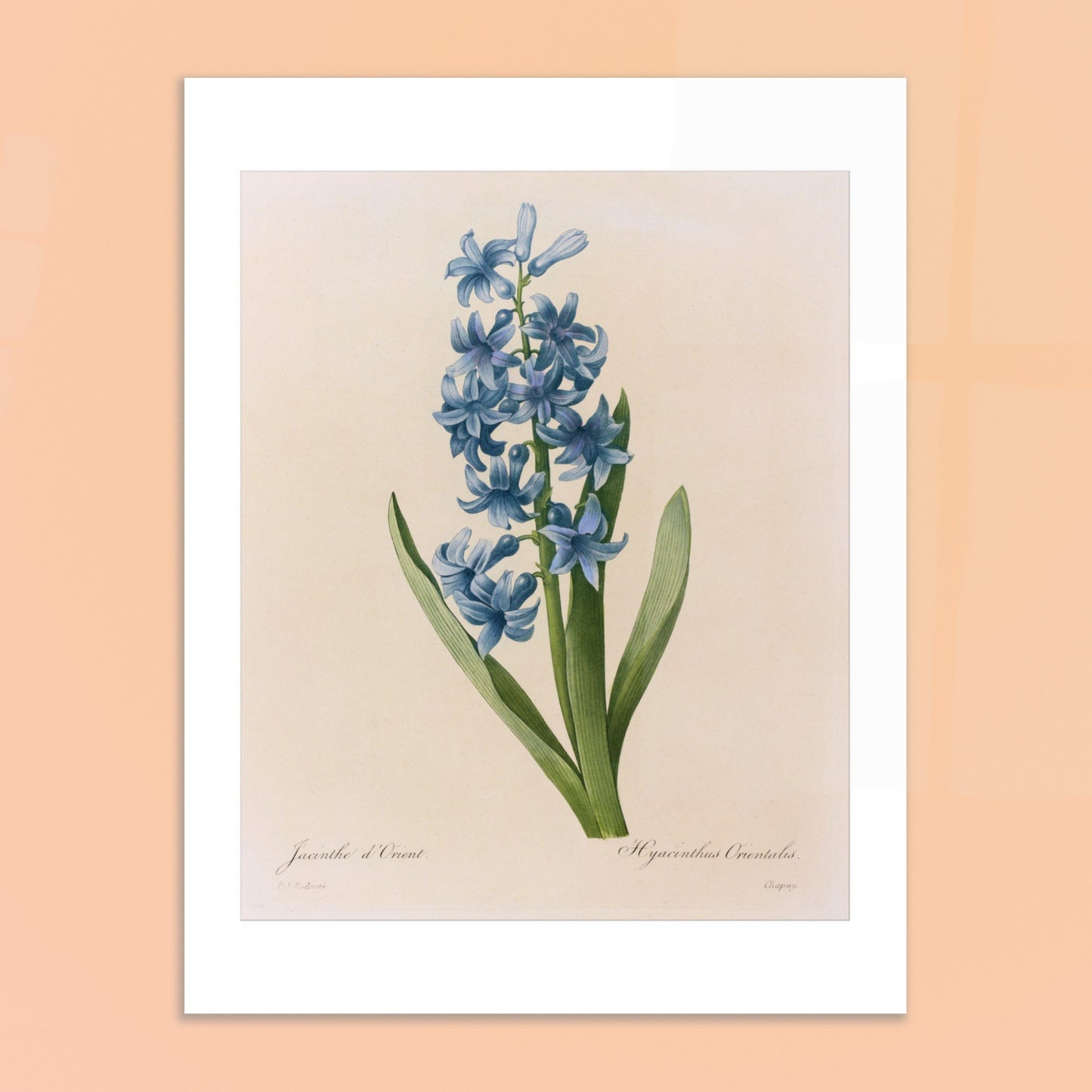 Reproduction naturaliste ancienne Jacinthe d’Orient Bleue par Pierre-Joseph Redouté. Planche botanique de Pierre-Joseph Redouté représentant une jacinthe d'Orient bleue, avec des feuilles vertes. Image d'illustration 6