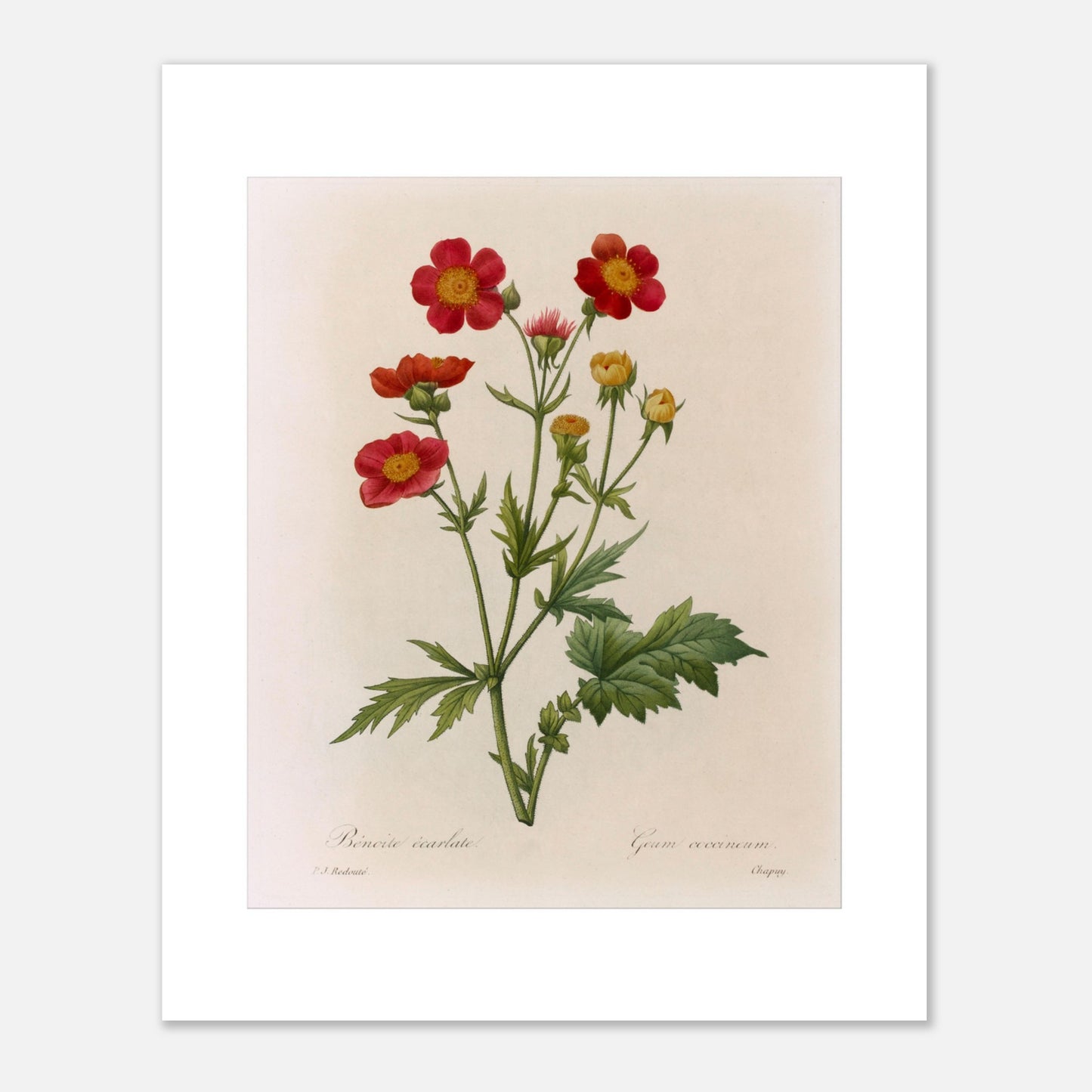 Illustration botanique de la Benoite Écarlate par Pierre-Joseph Redouté (40x50 cm). Planche botanique de Pierre-Joseph Redouté représentant une Benoite écarlate aux fleurs rouges et jaunes avec des feuilles vertes.