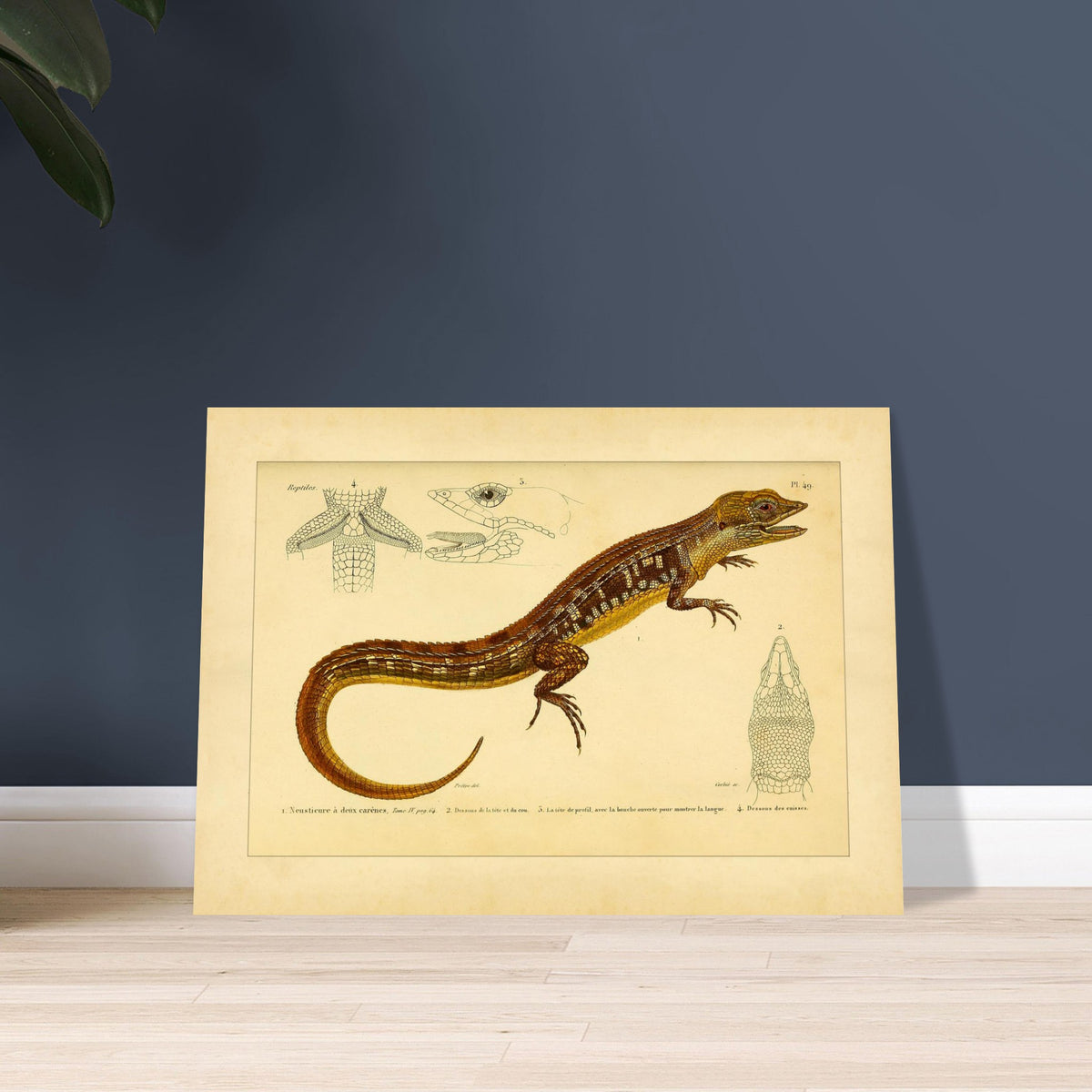 Reproduktion der zweikieligen Neusticurus-Echse: Illustration. Naturgeschichtliche Tafel mit der Darstellung einer doppelgekielten Neusticurus-Eidechse samt anatomischen Details von Kopf und Beinen.