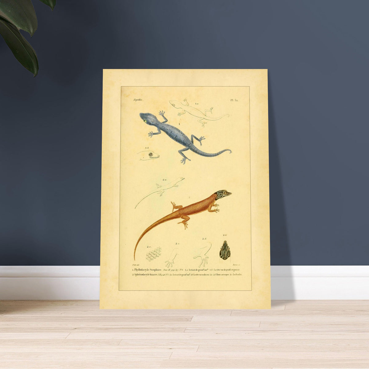 Illustrationen von Phyllodactylus strophurus und Sphärodactylus, enzyklopädische Reproduktion. Wissenschaftliche Tafel zur Illustration zweier Eidechsenarten, einer blaugrauen und einer orangebraunen, mit anatomischen Details ihrer Füße und Köpfe.